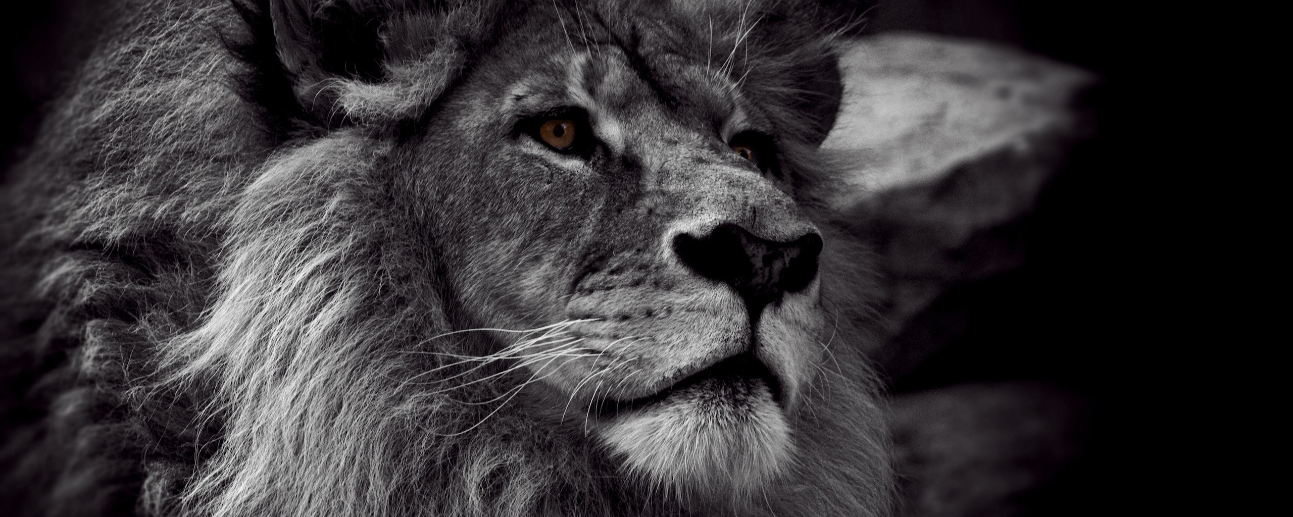Гордый черно-белый лев обои
