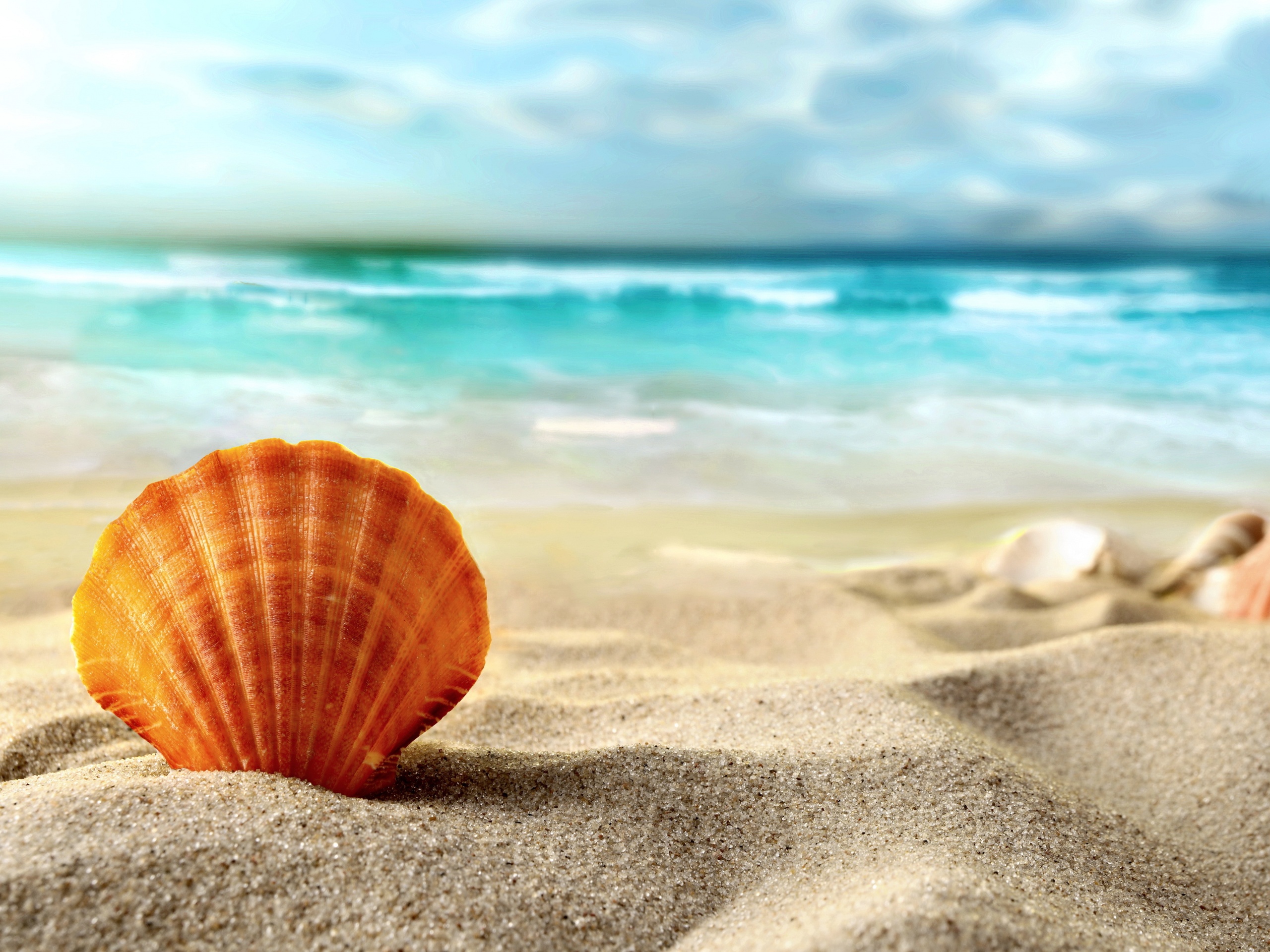 Раковина на летнем бережке обои