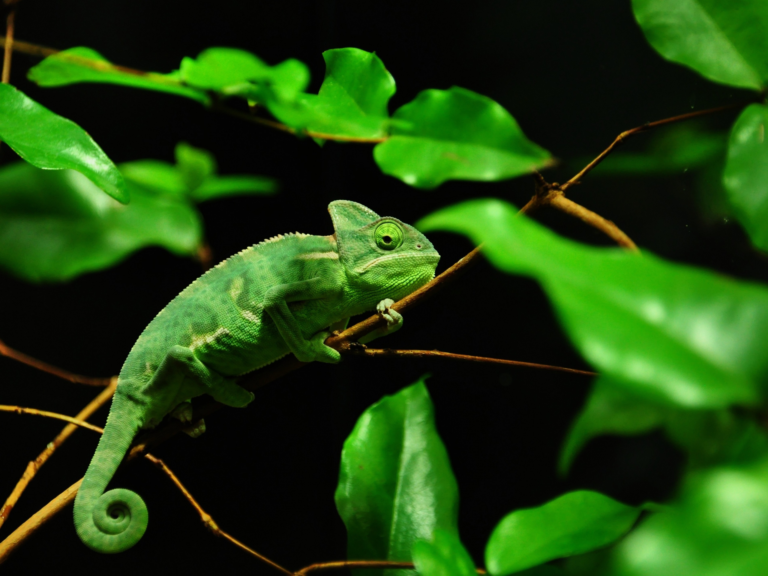 Хамелеон в листве обои