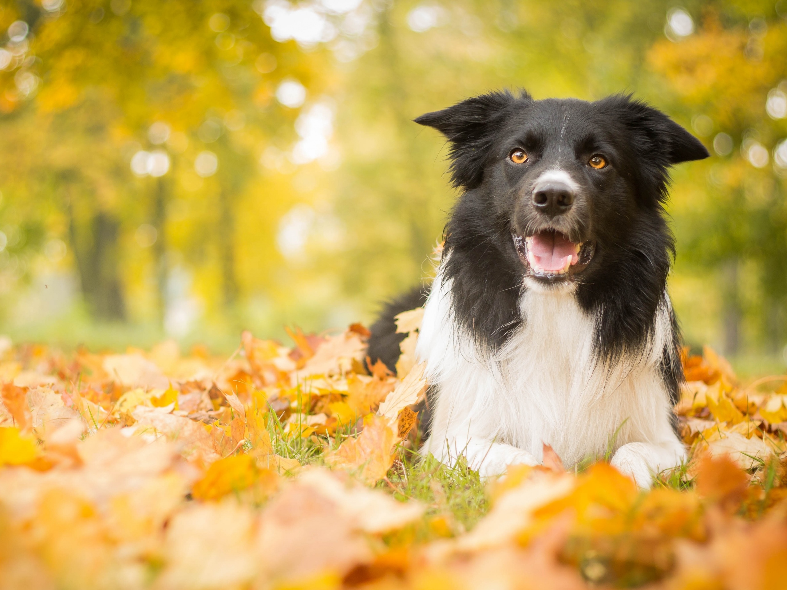 Пес среди листвы обои