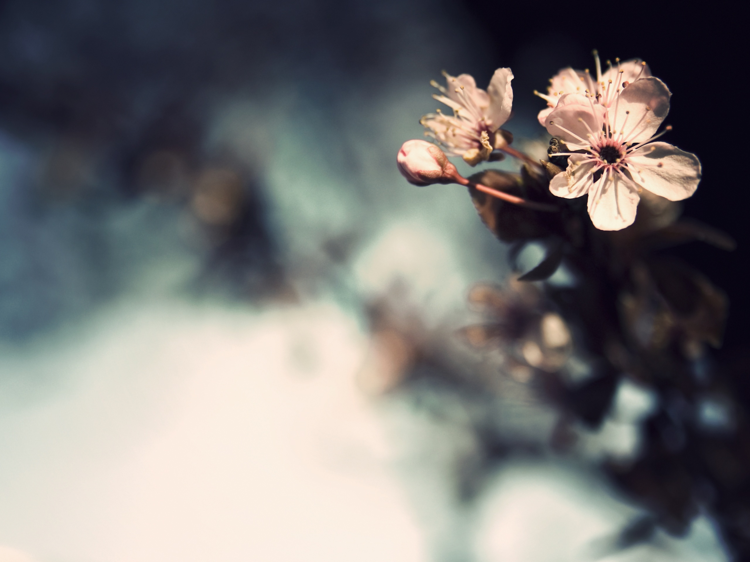 Цветок вишни обои