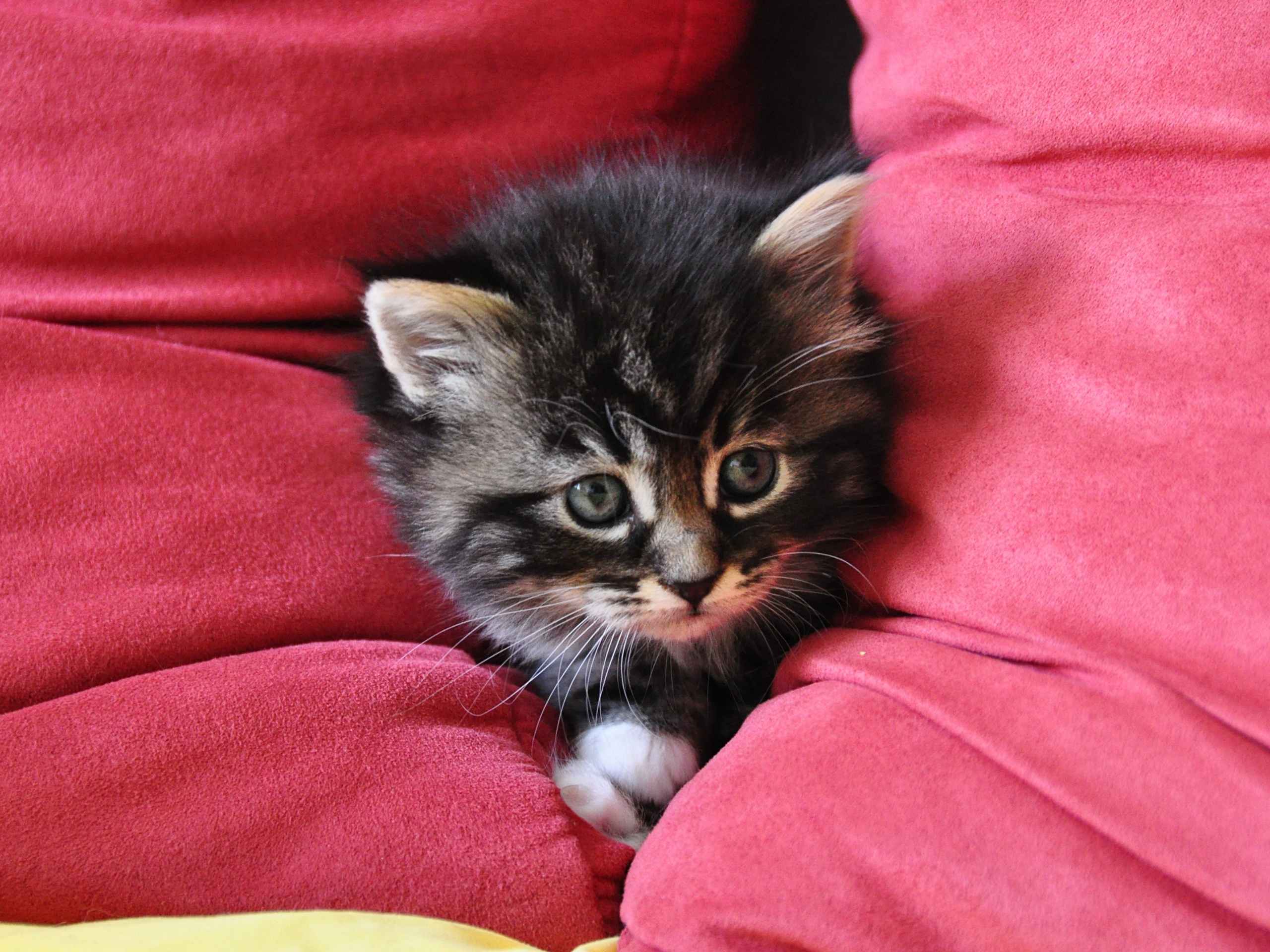 Котенок в подушках обои