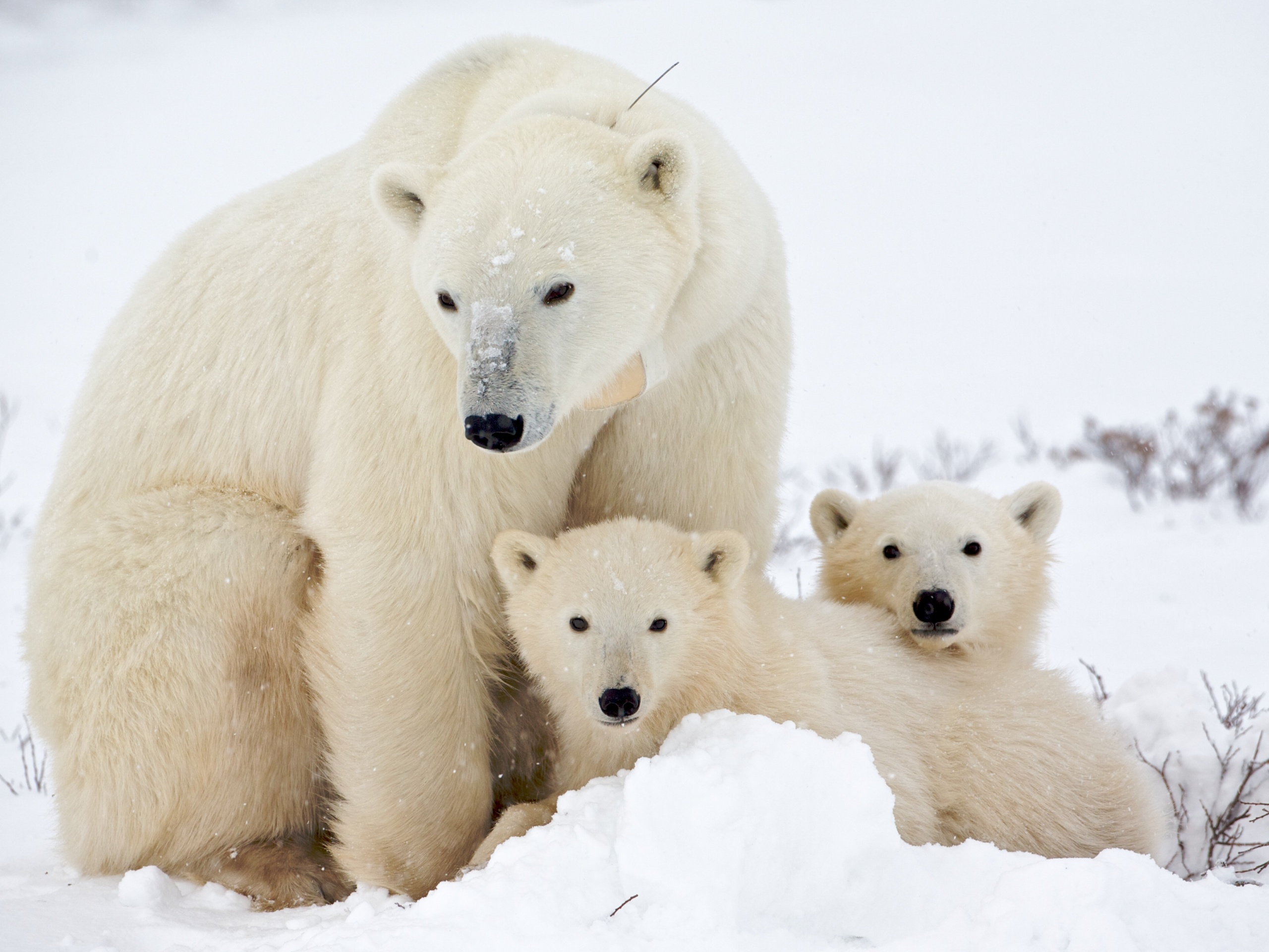 Белые медведи обои