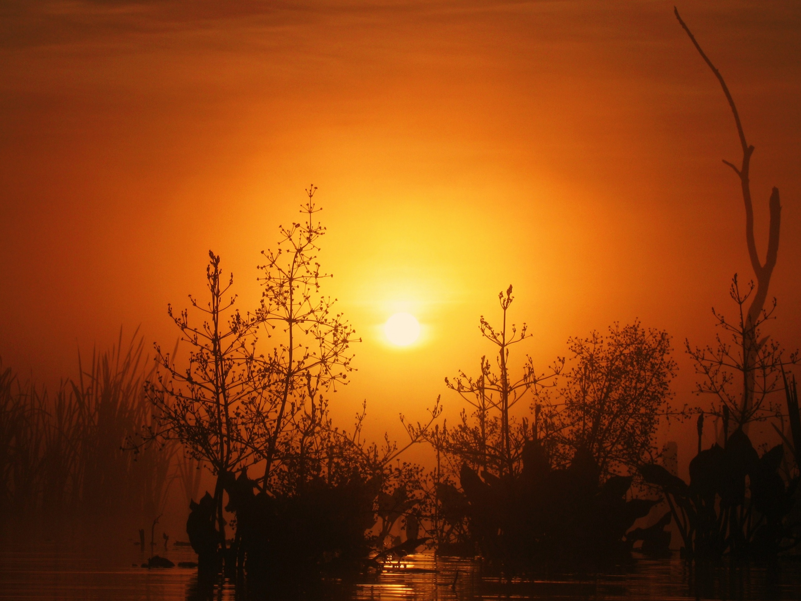 Доисторическое утро обои
