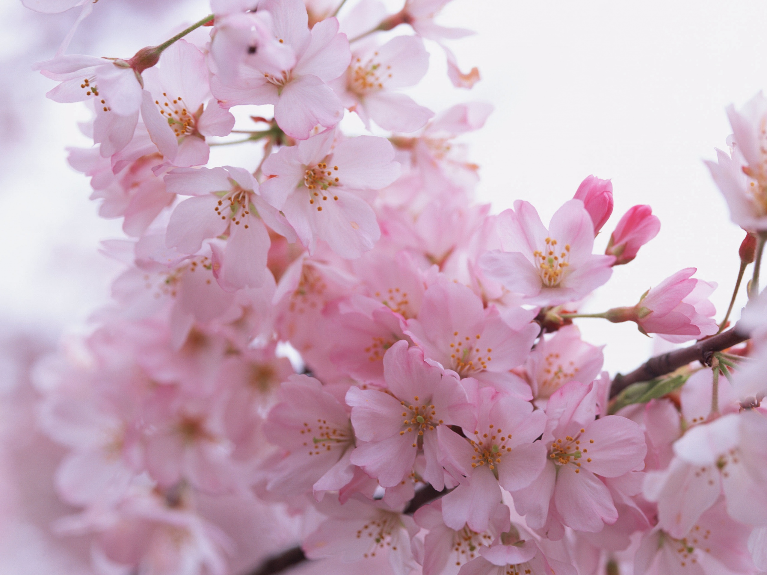 Цветение вишни обои