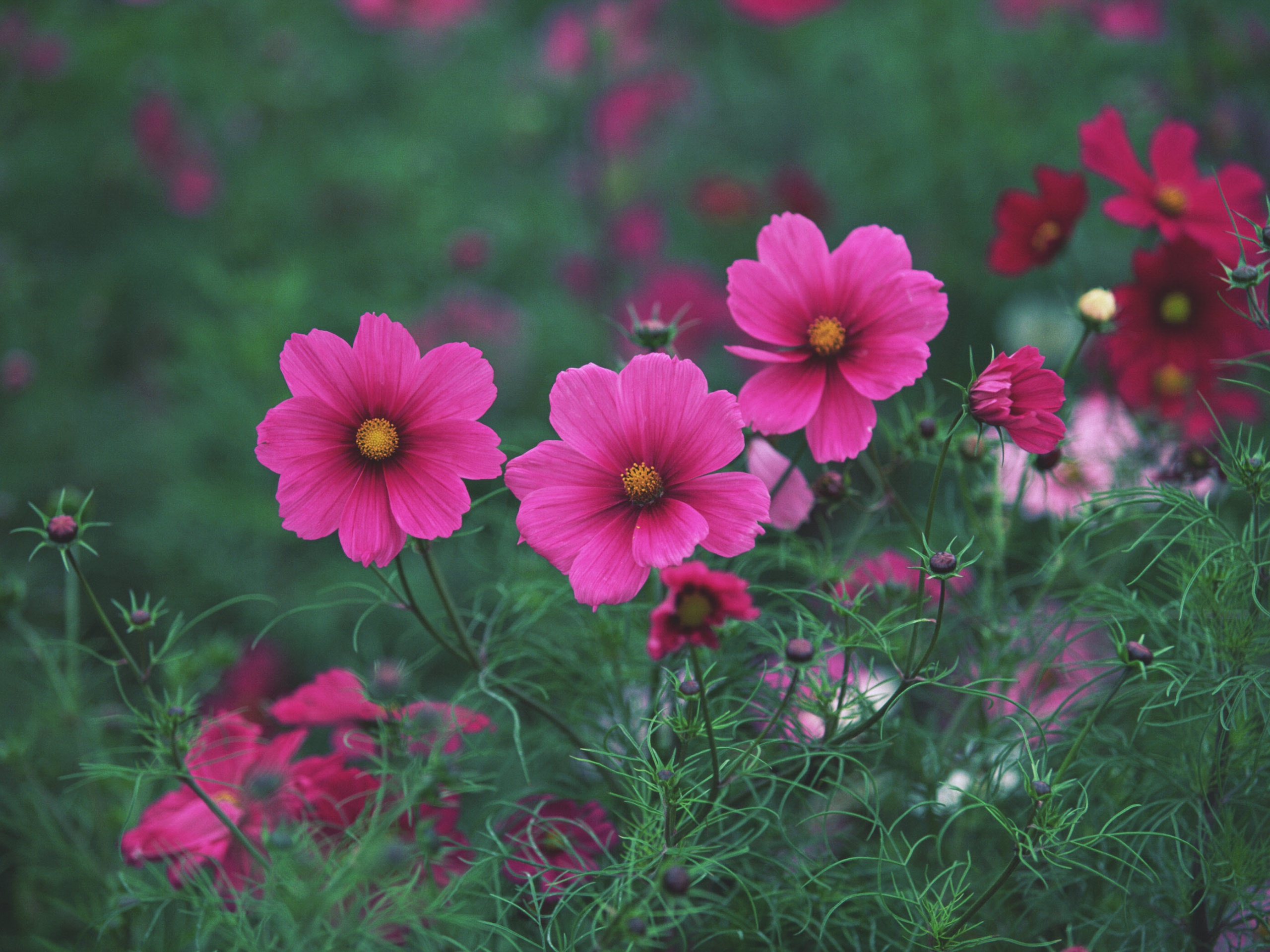 Яркие розовые цветы обои