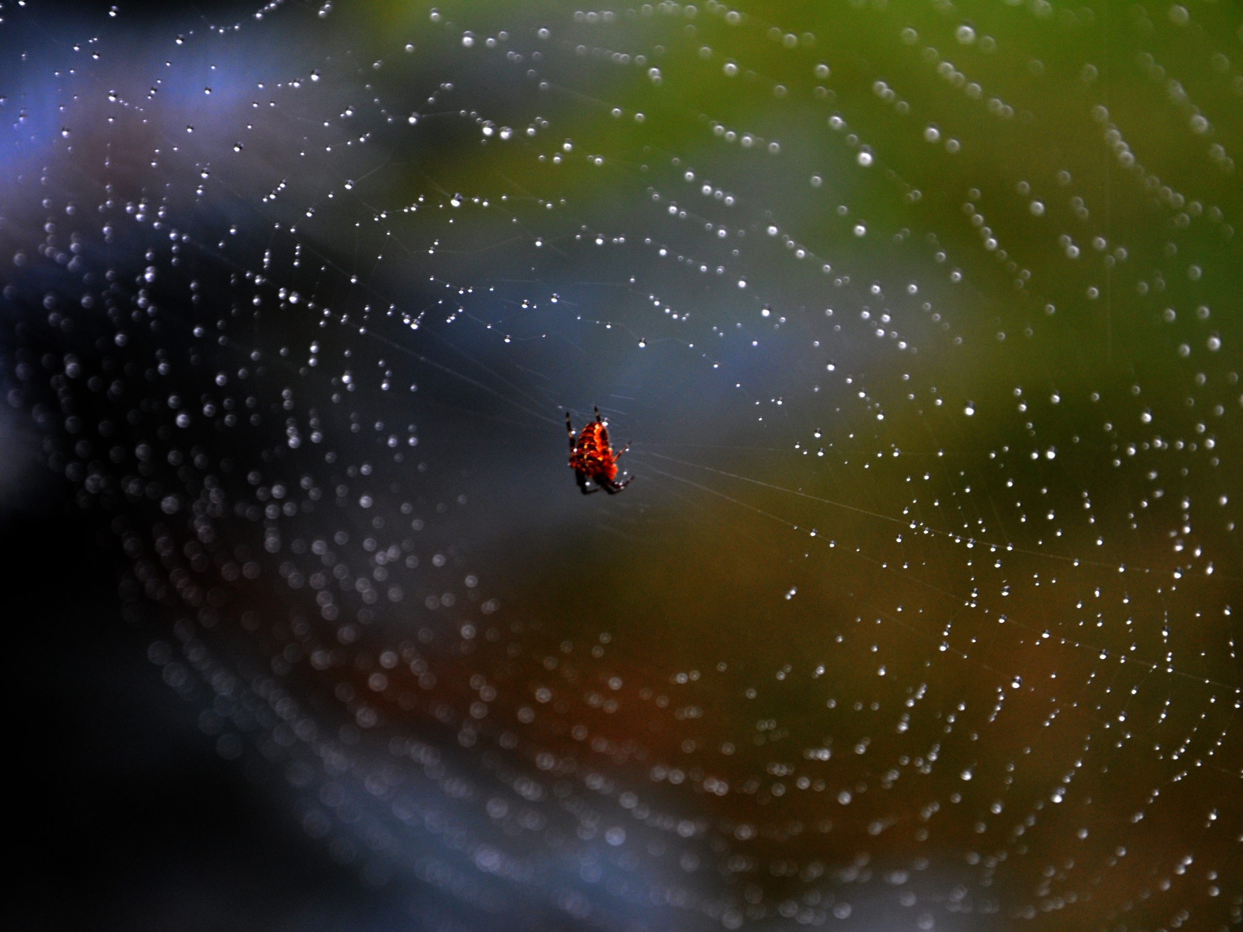 Паук на паутине обои