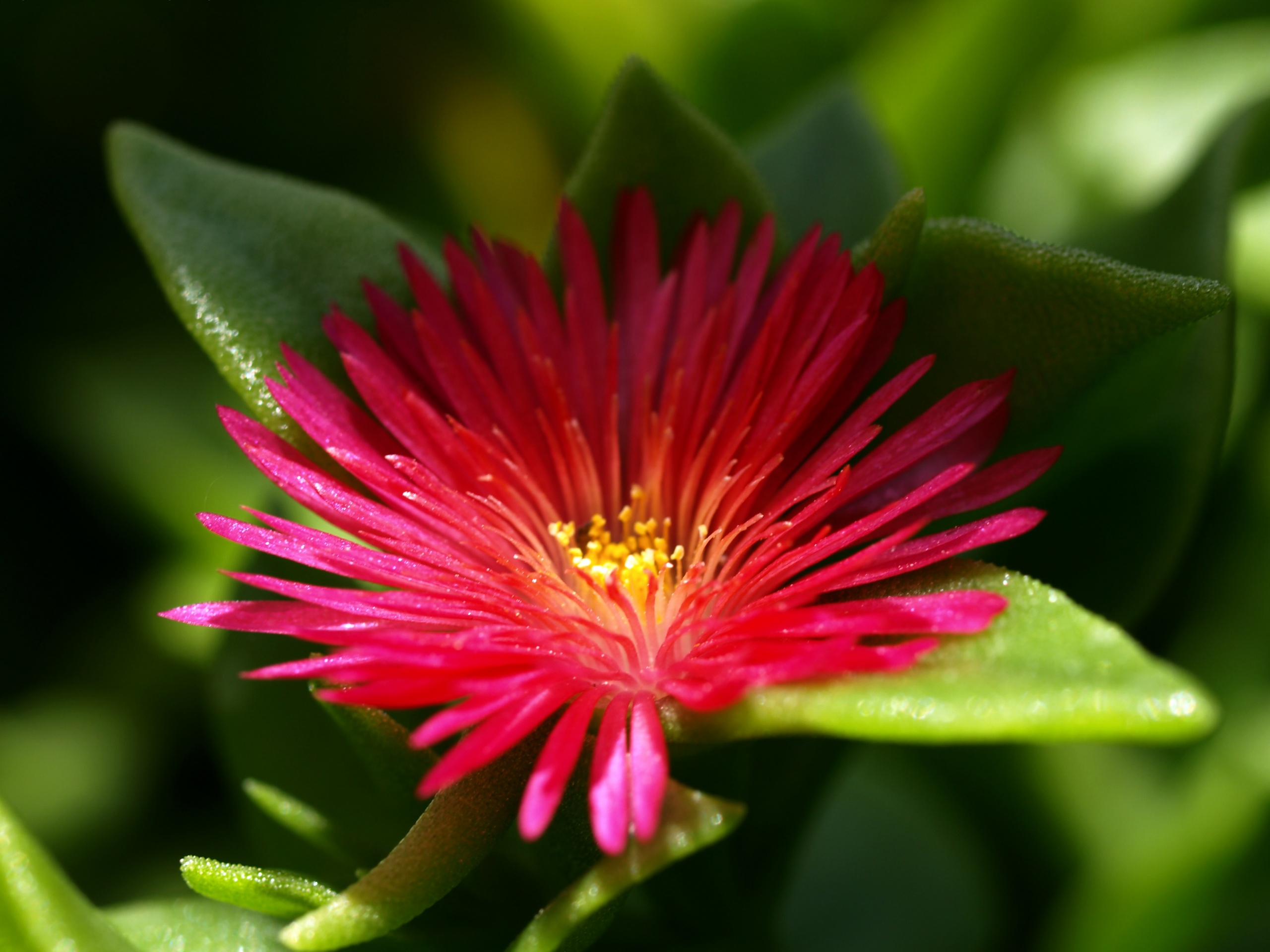 Чудесный цветок обои