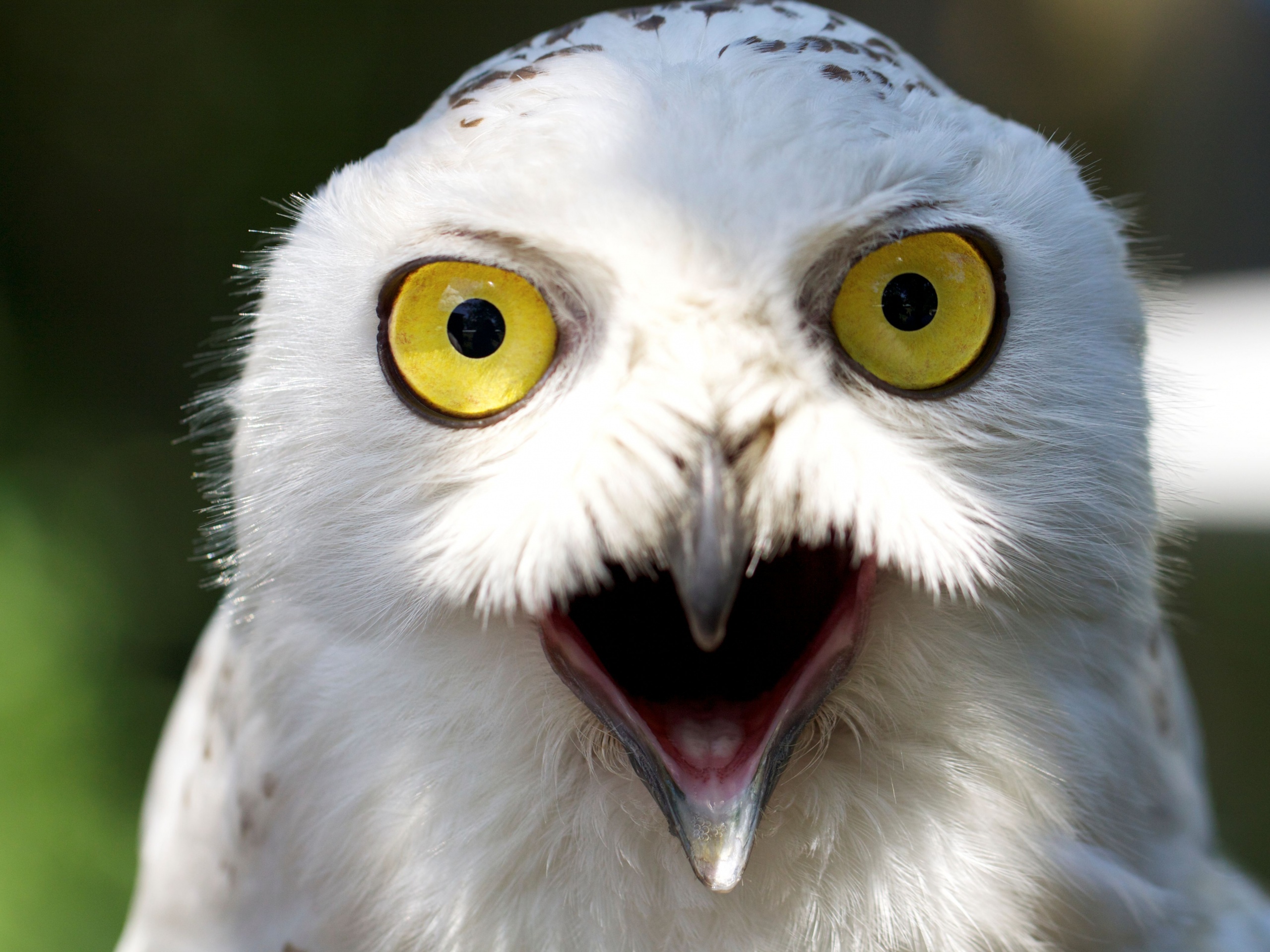 Сова в шоке! обои