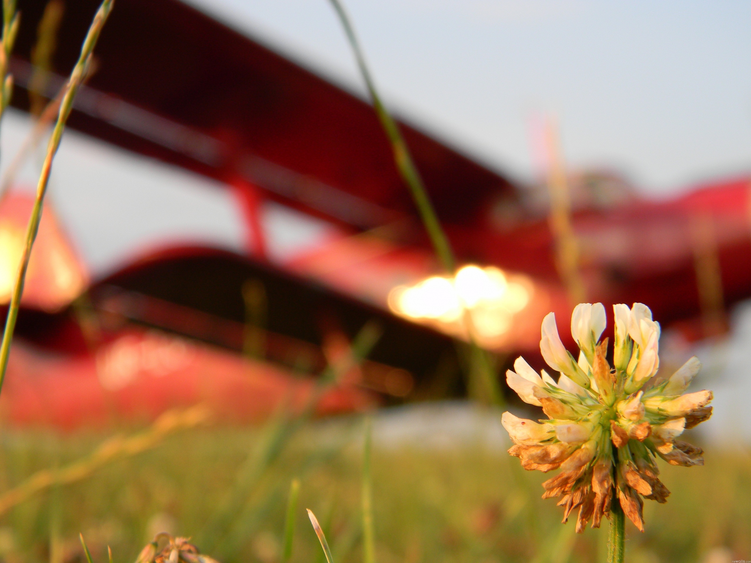 Цветок и красный самолет обои