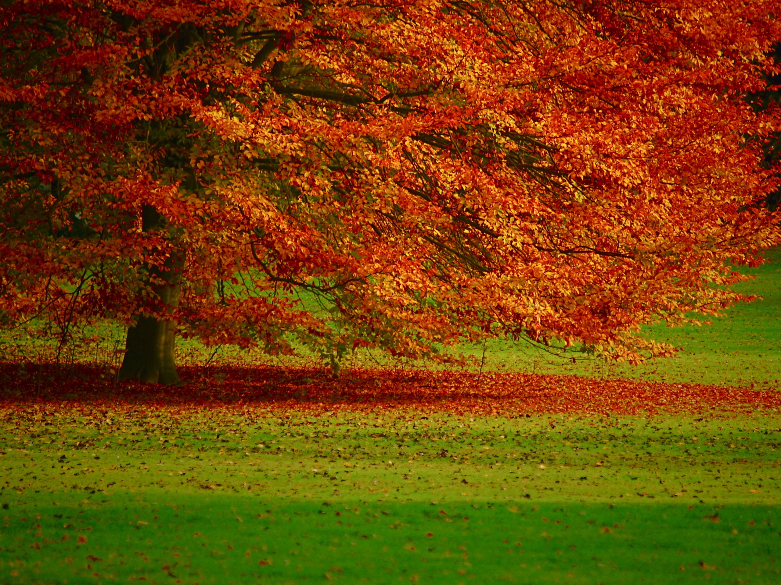 Пожелтевшее дерево с облетающей листвой обои