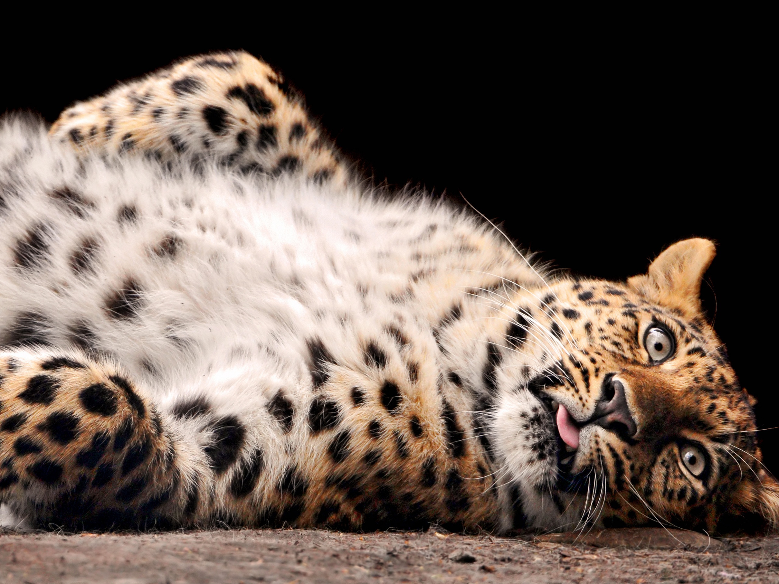 Большая пятнистая кошечка обои