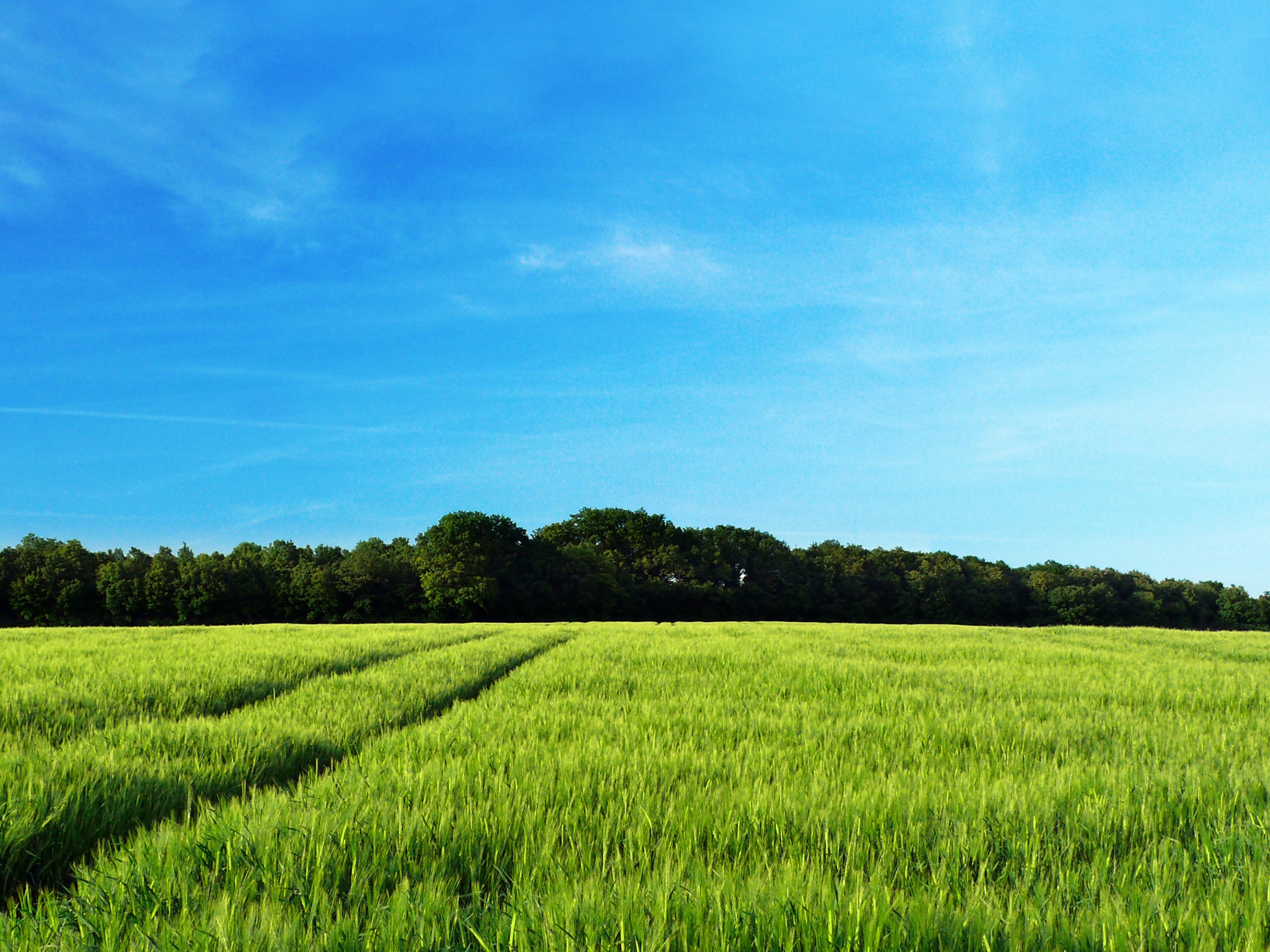 Следы колеи в поле обои