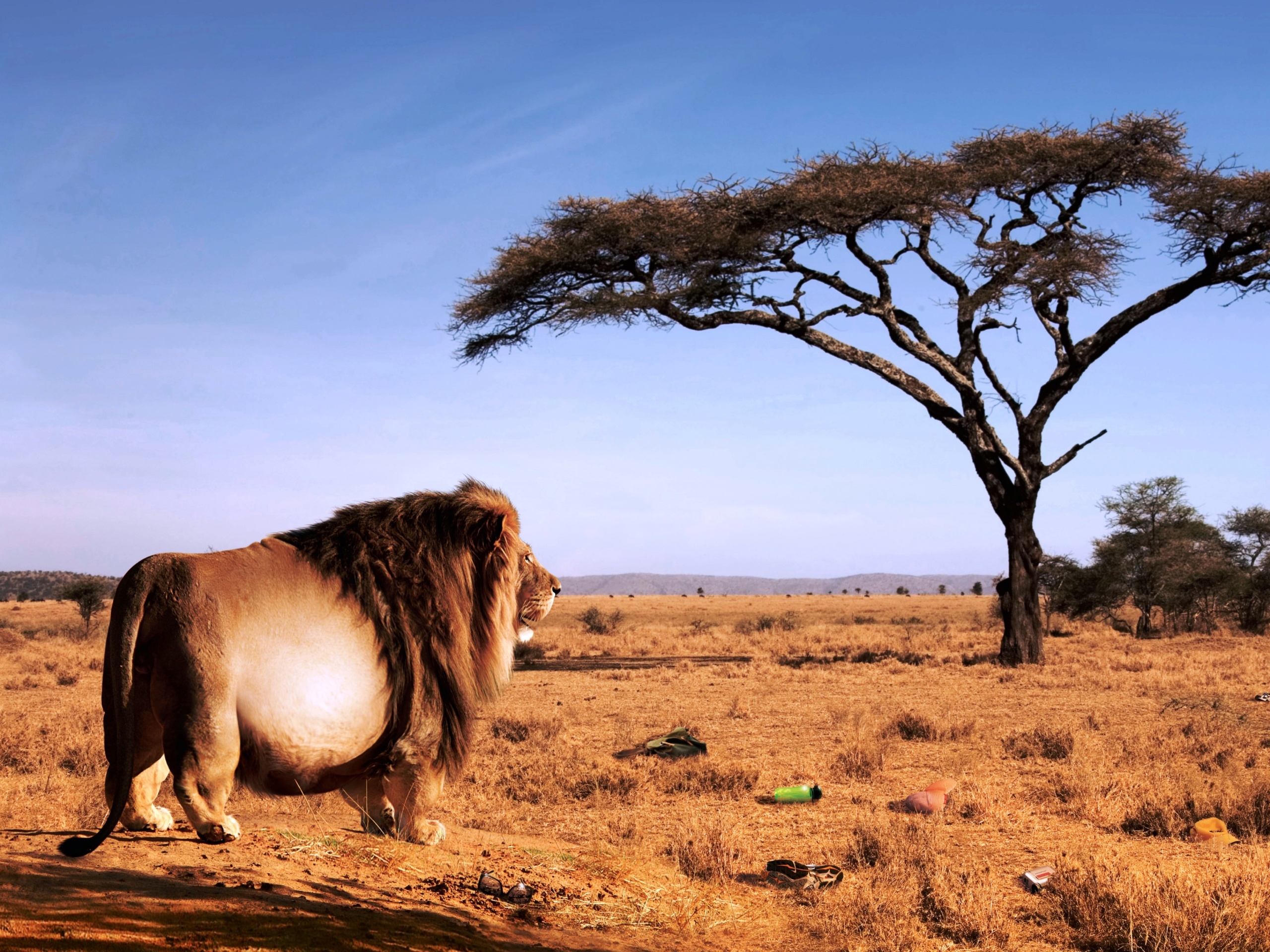 Толстый лев обои