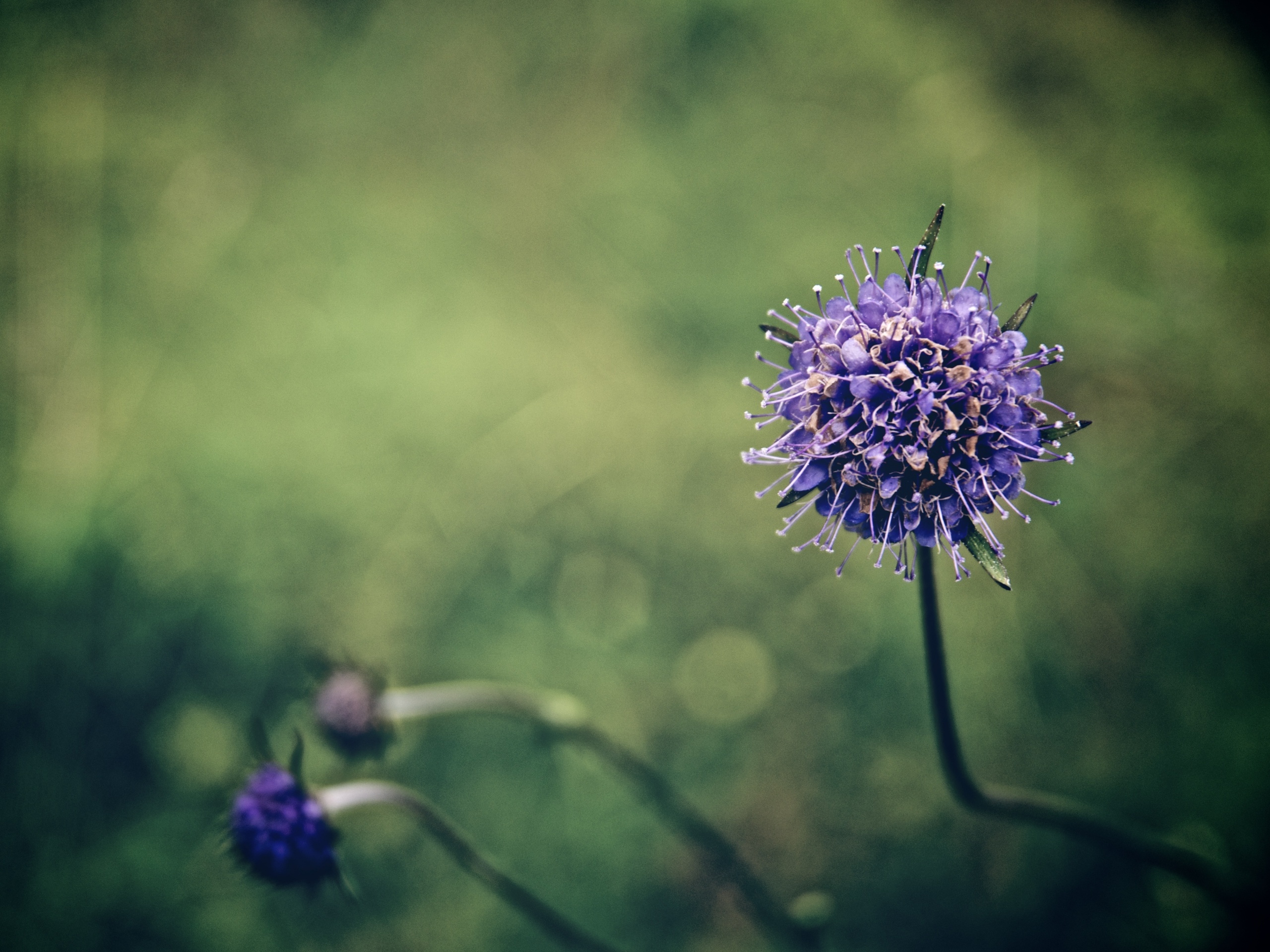 Цветок в макро обои