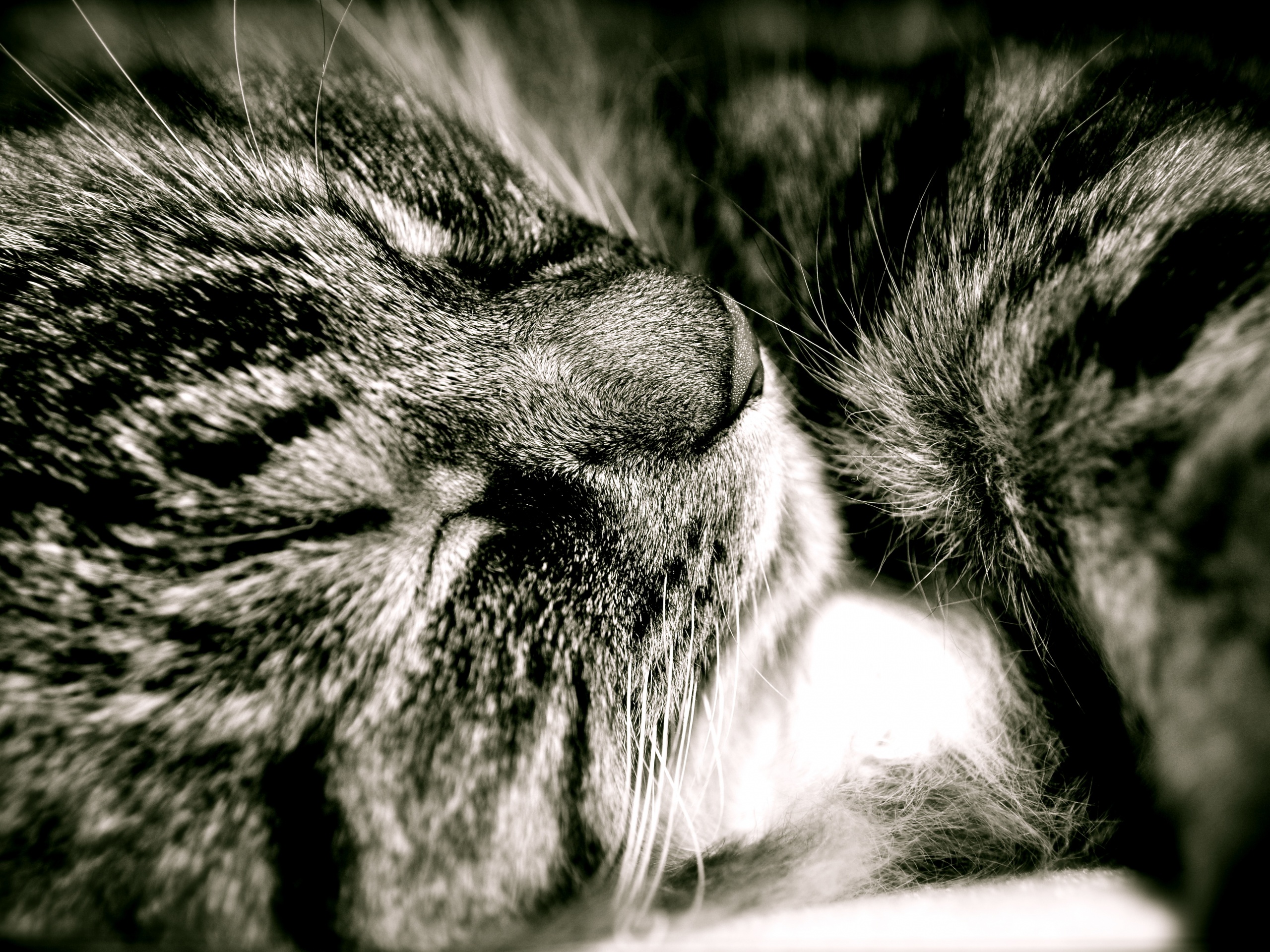 Пушистый кошара обои