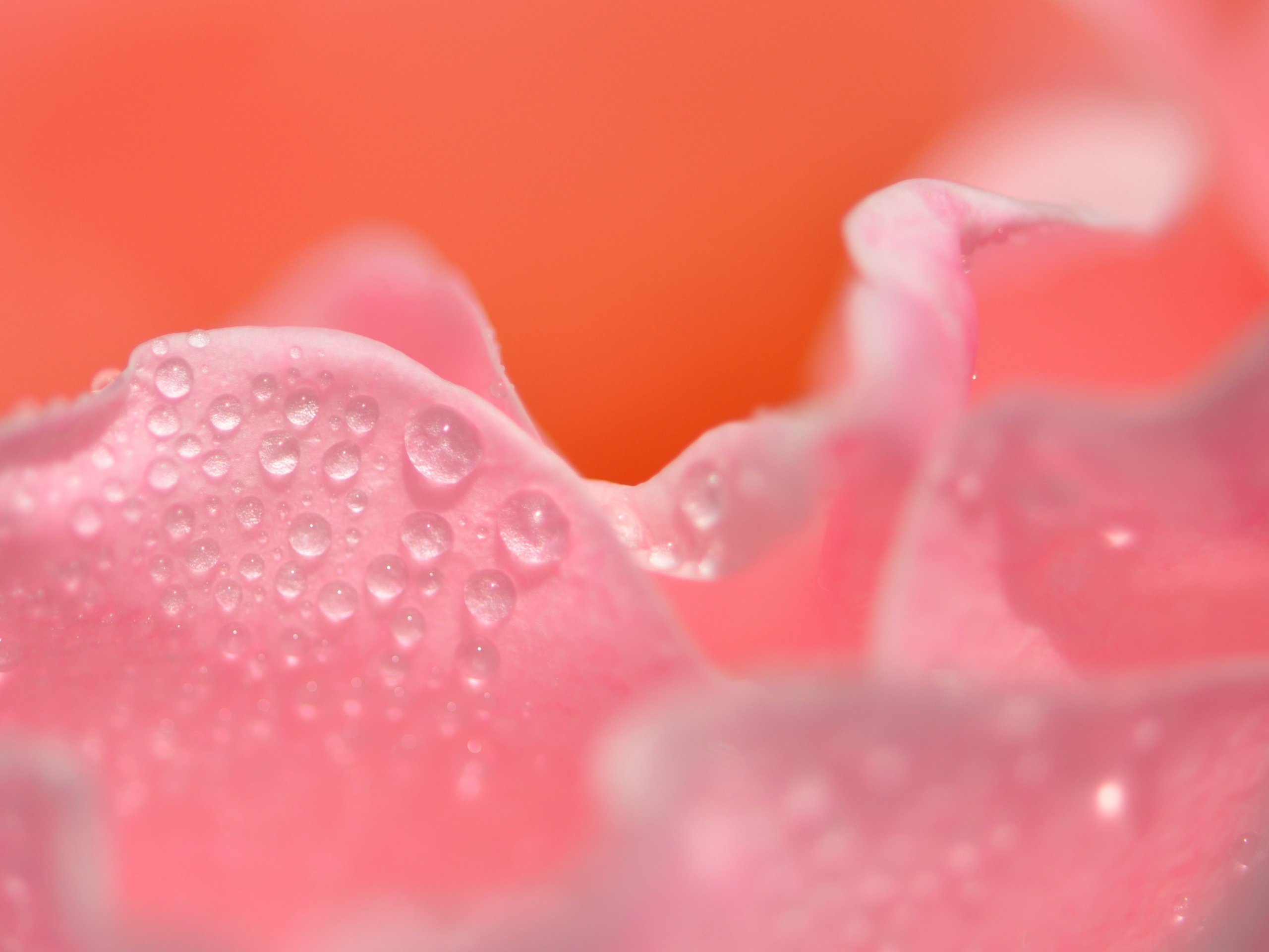 Нежность лепестков обои