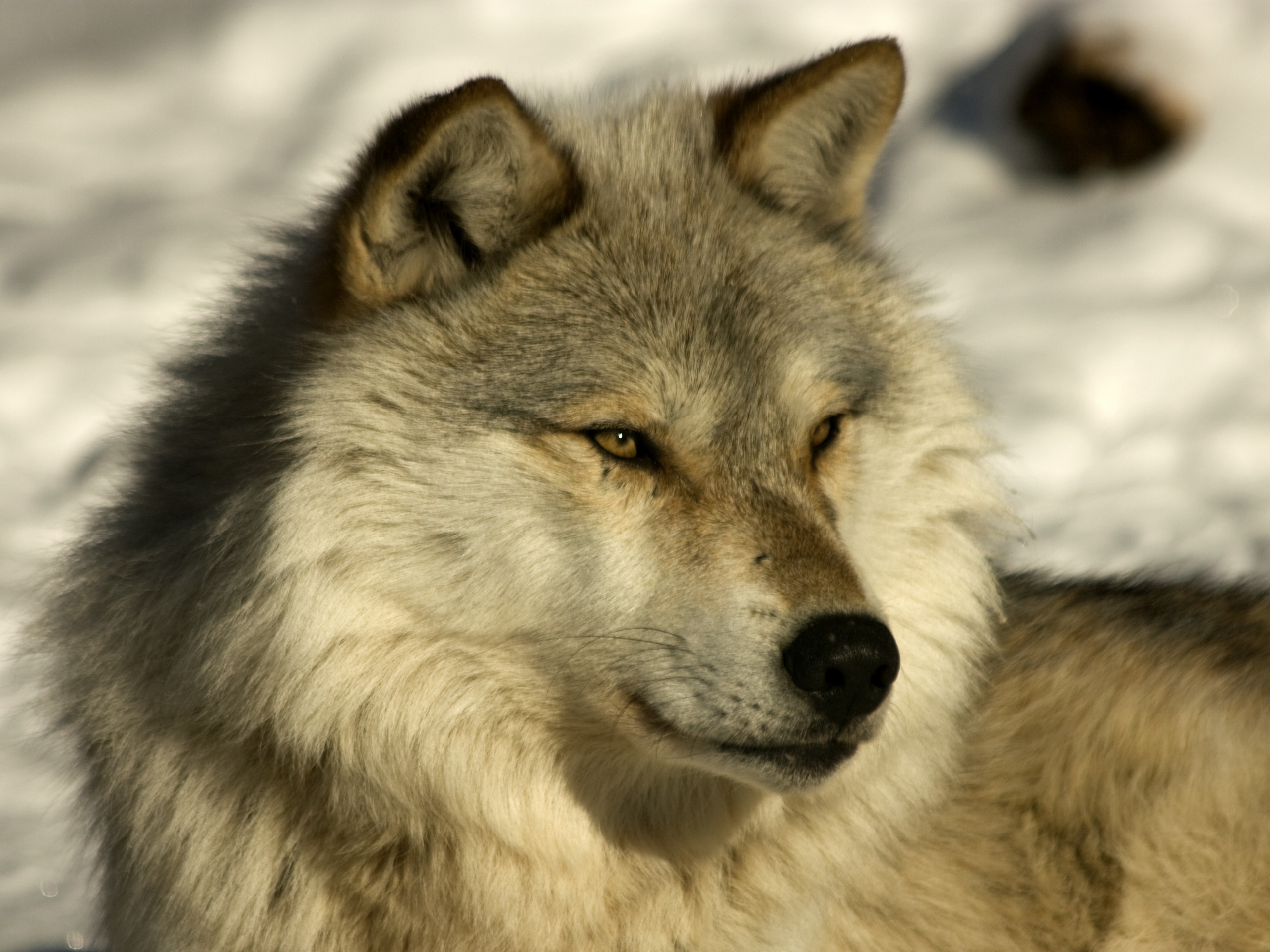 Лайка на снегу обои