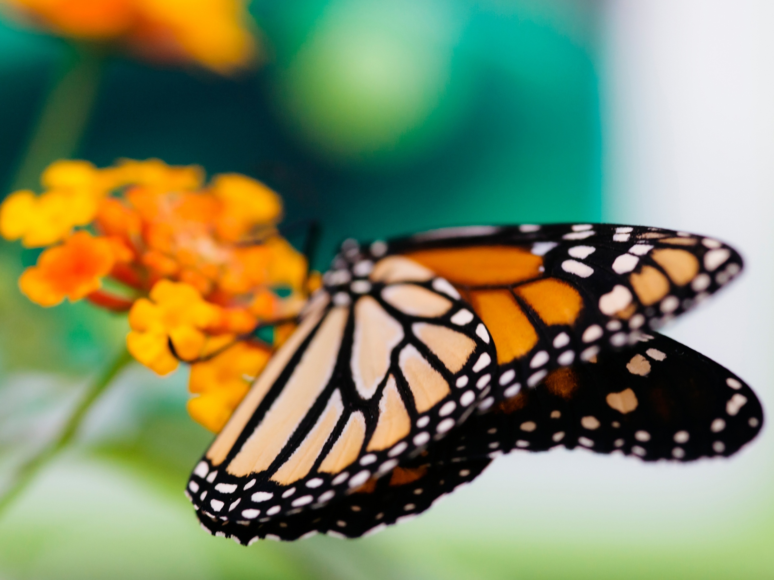 Бабочка на цветке в макро обои