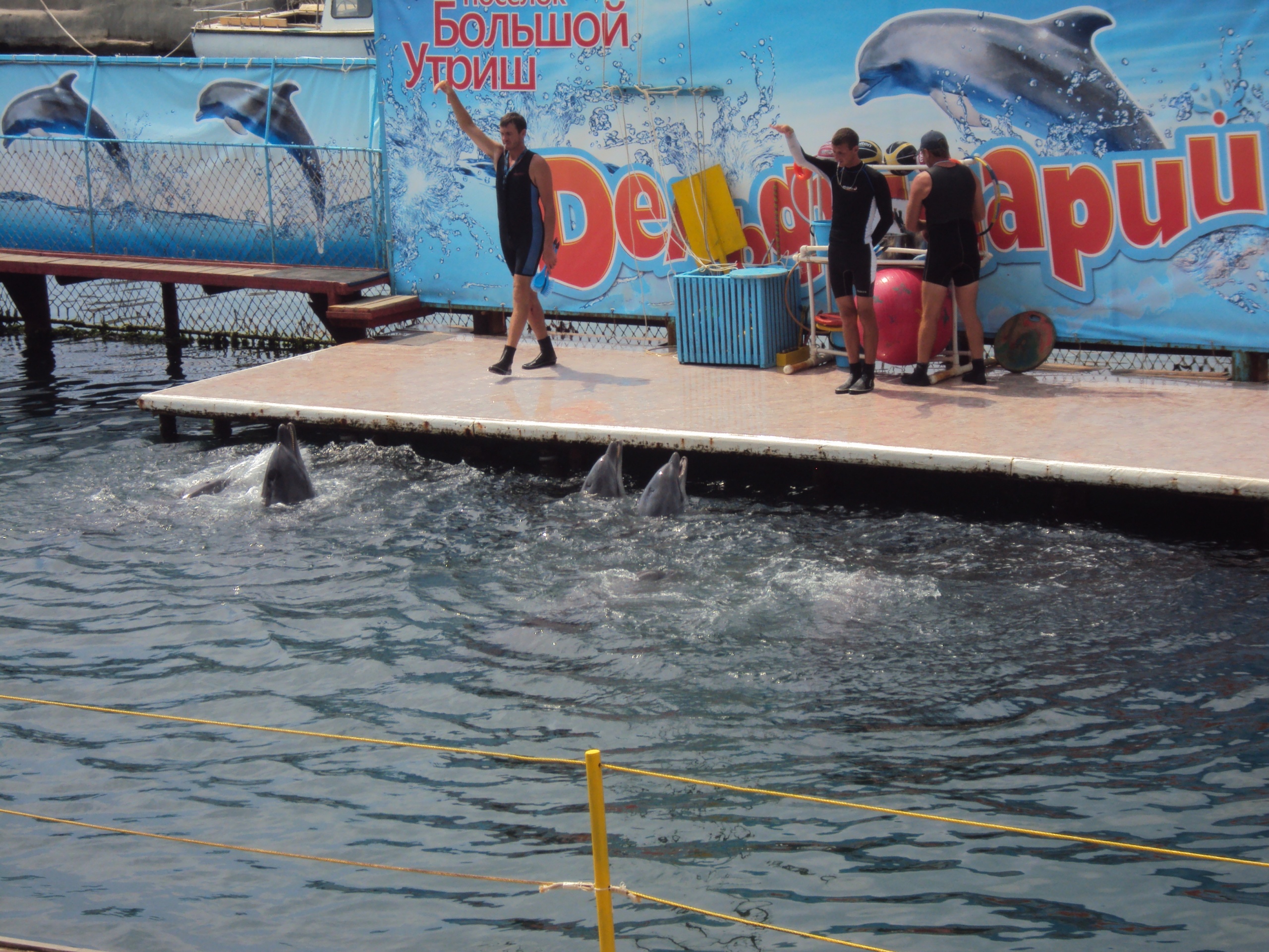 Утро в дельфинарии обои