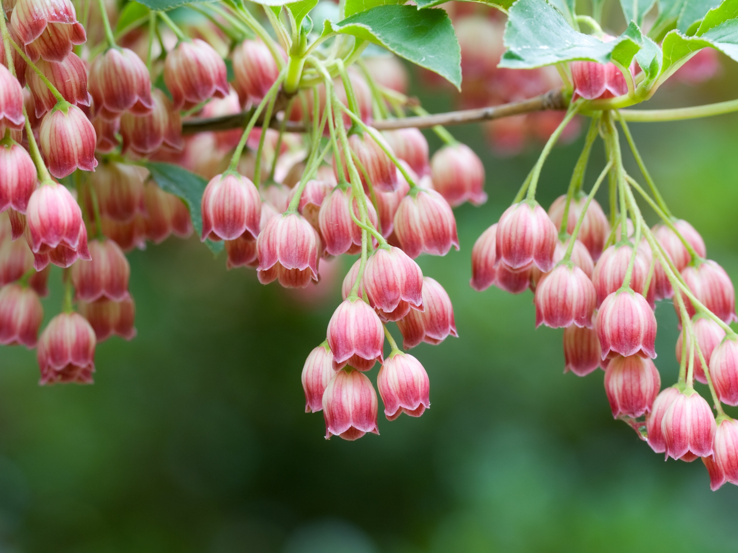 Красные колокольчики обои