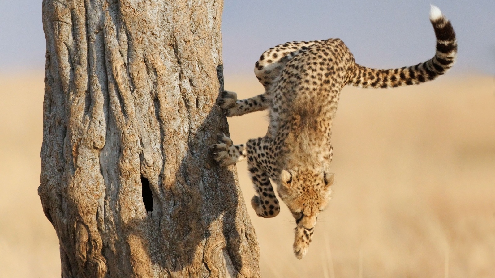 Скалолаз обои