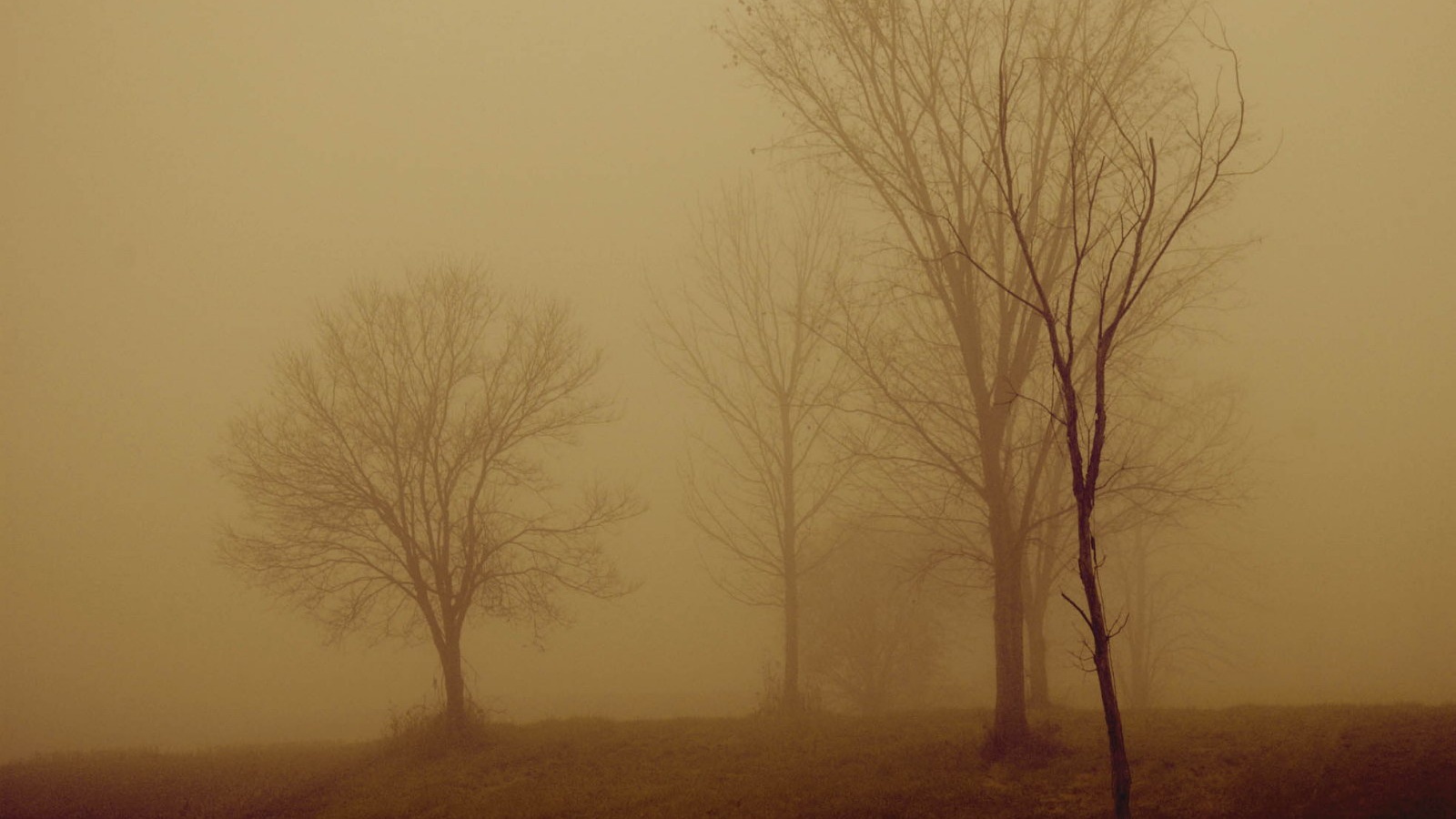 Деревья в тумане обои