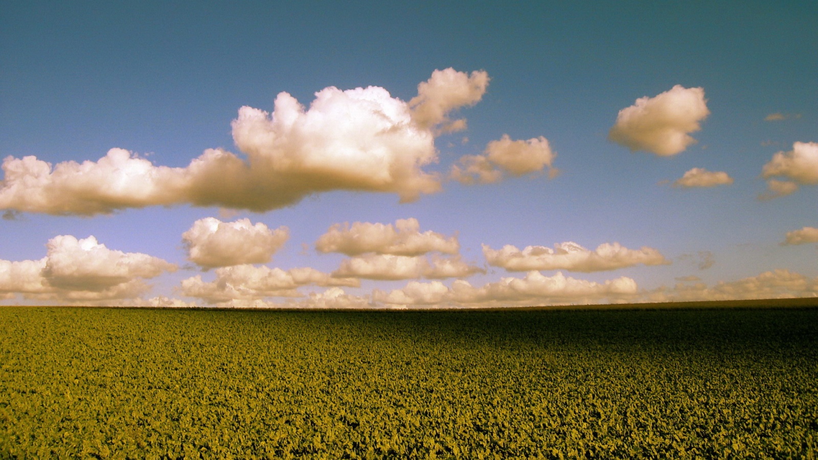 Обака над бескрайними полями обои