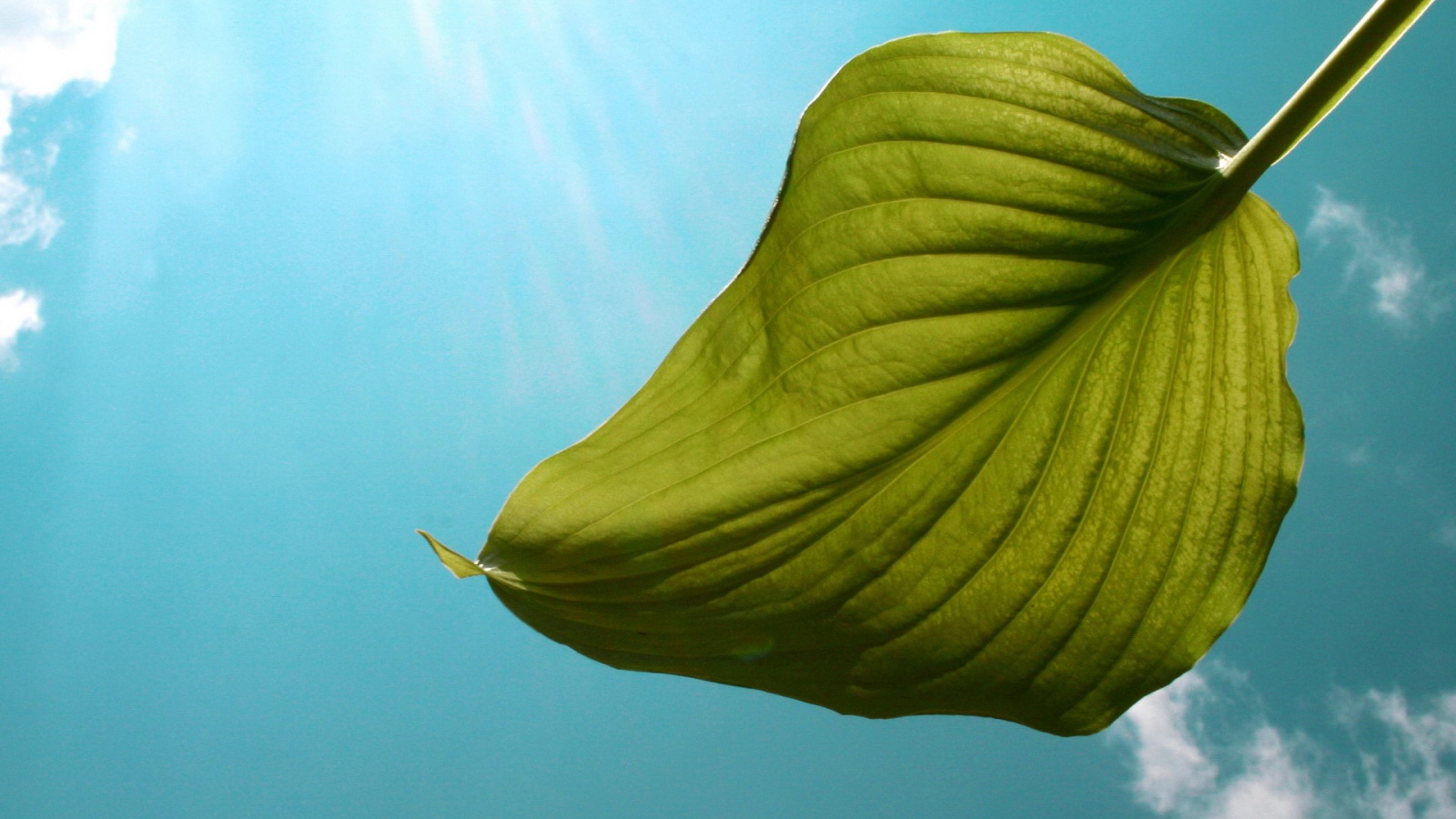 Листик тянется к солнцу обои