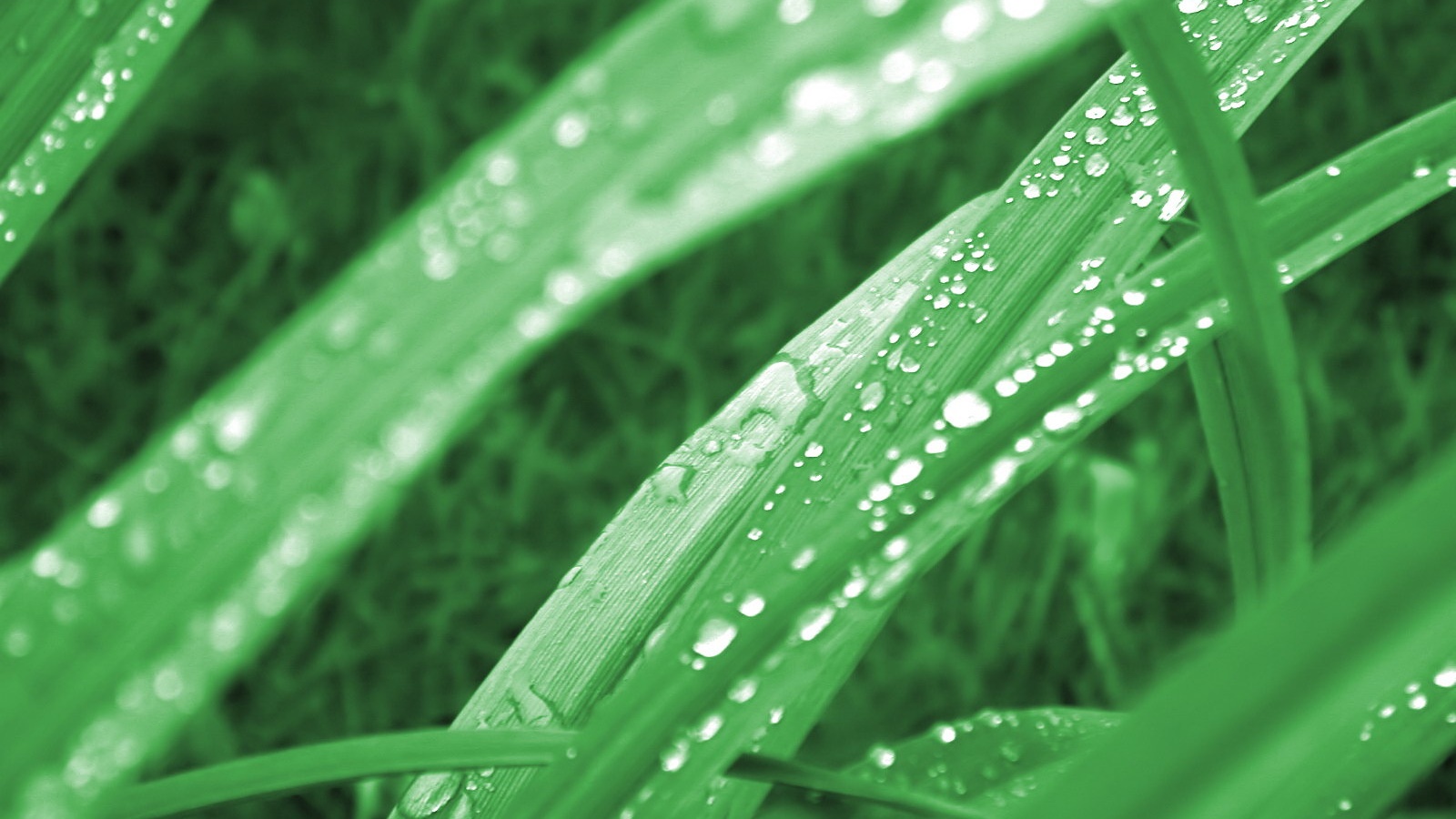 Роса на траве обои