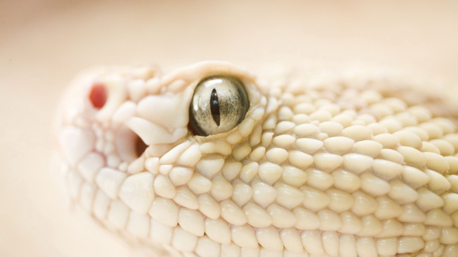 Змея альбинос обои