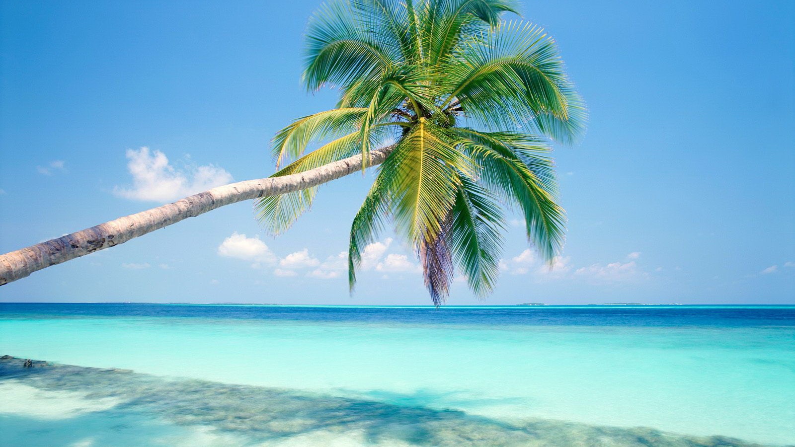 Пальма на лазурном берегу обои