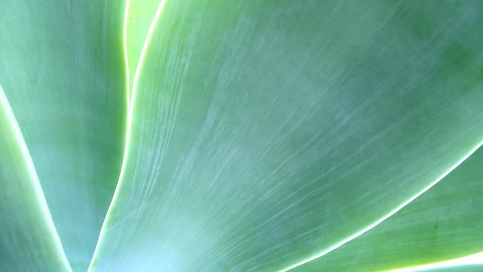 Макро фото травинки обои