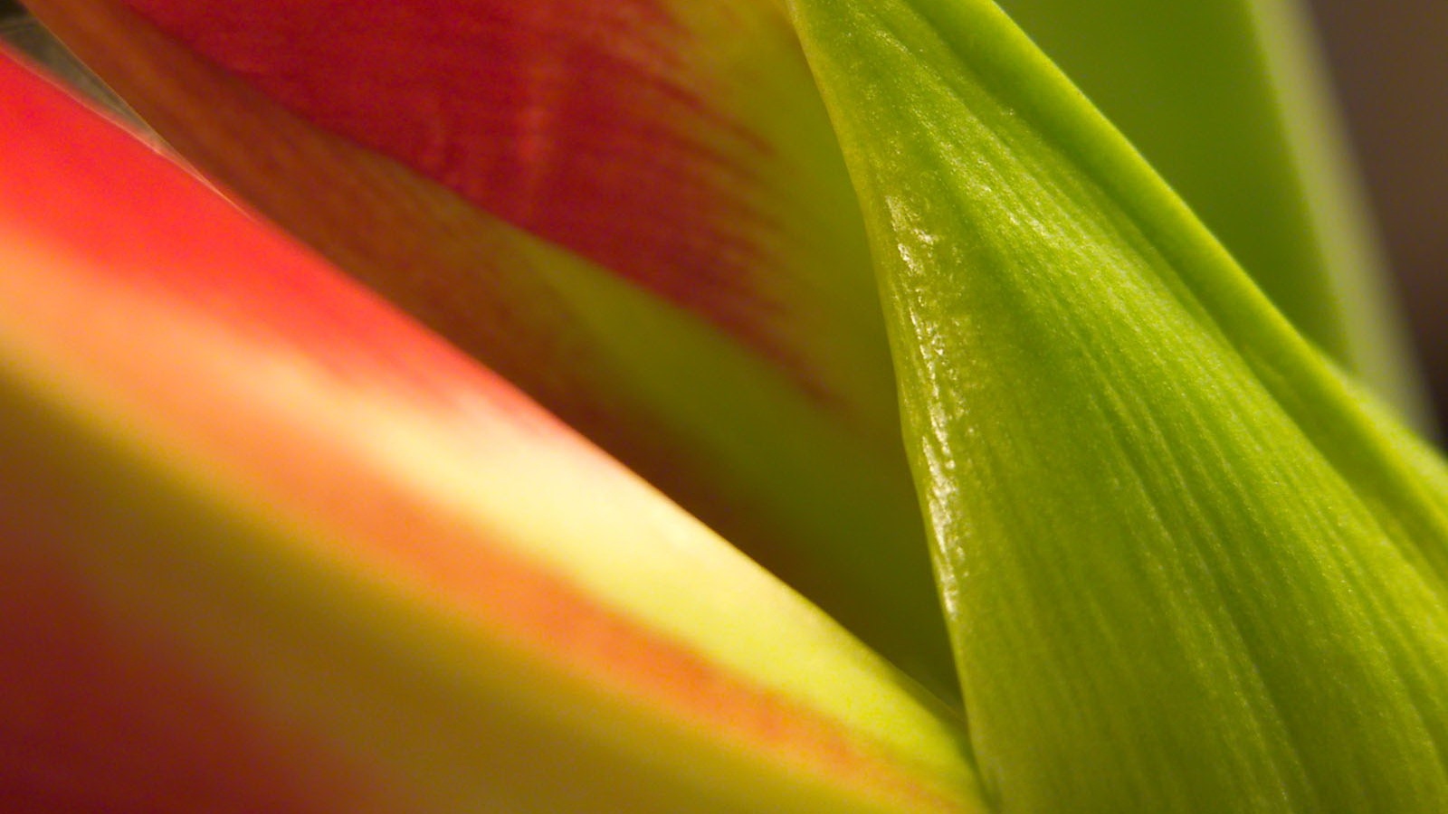 Макро фото цветка обои