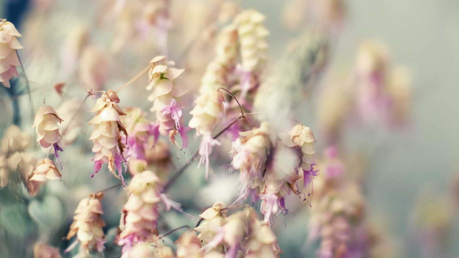 Висящие цветочки обои