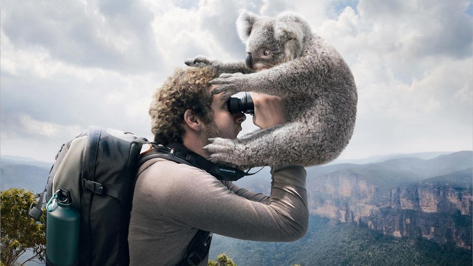 Коала ближе чем кажется обои