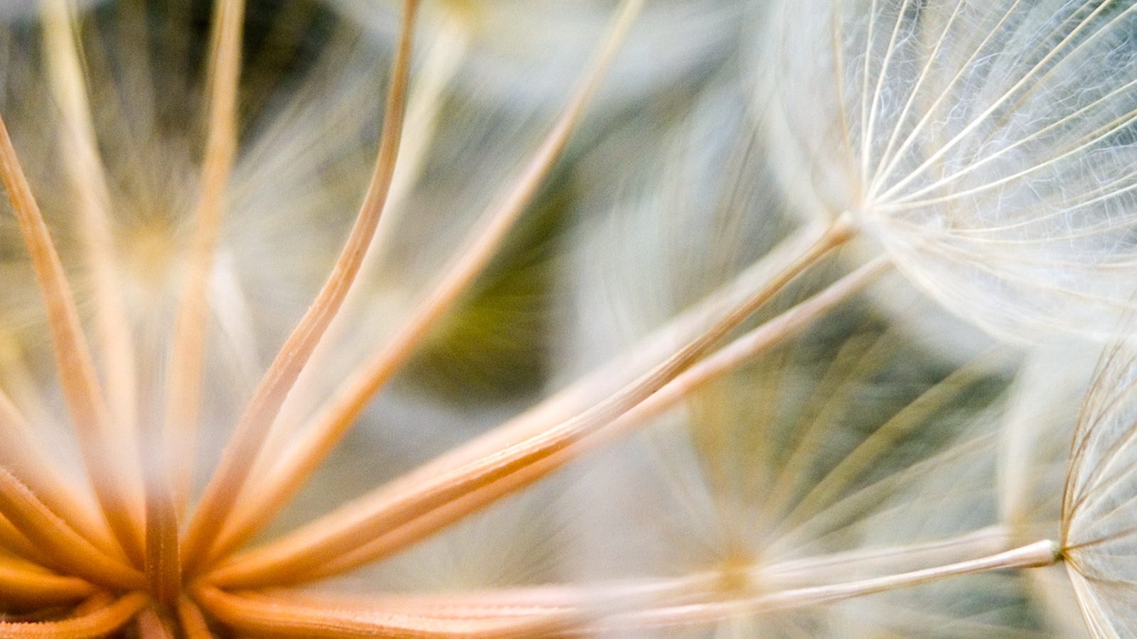 Одуванчик макро обои