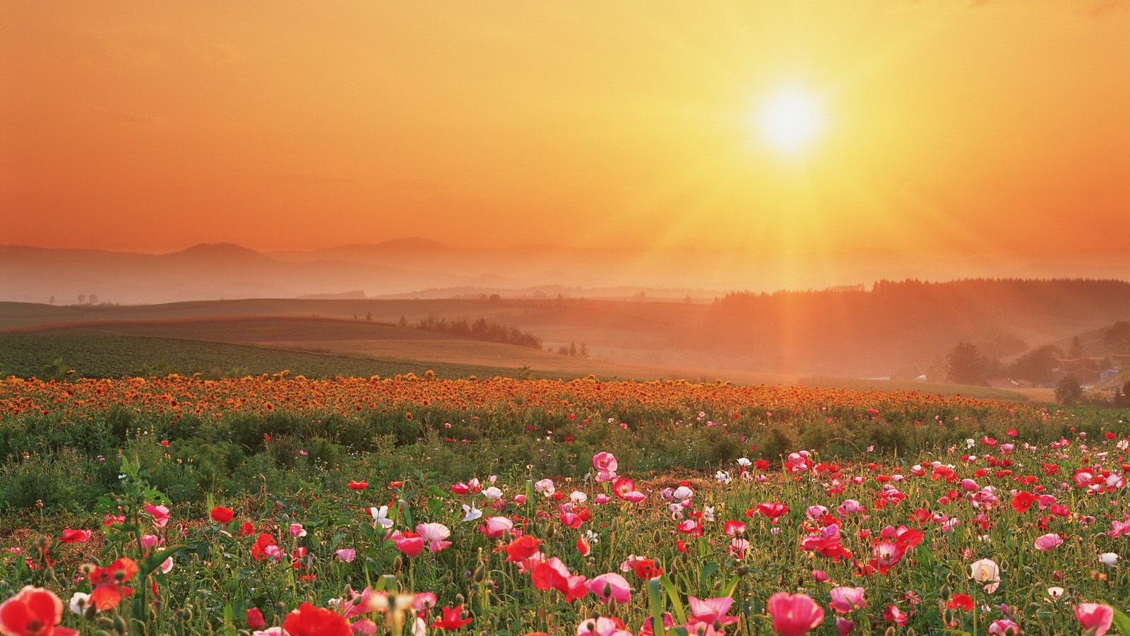 Цветущие поля обои