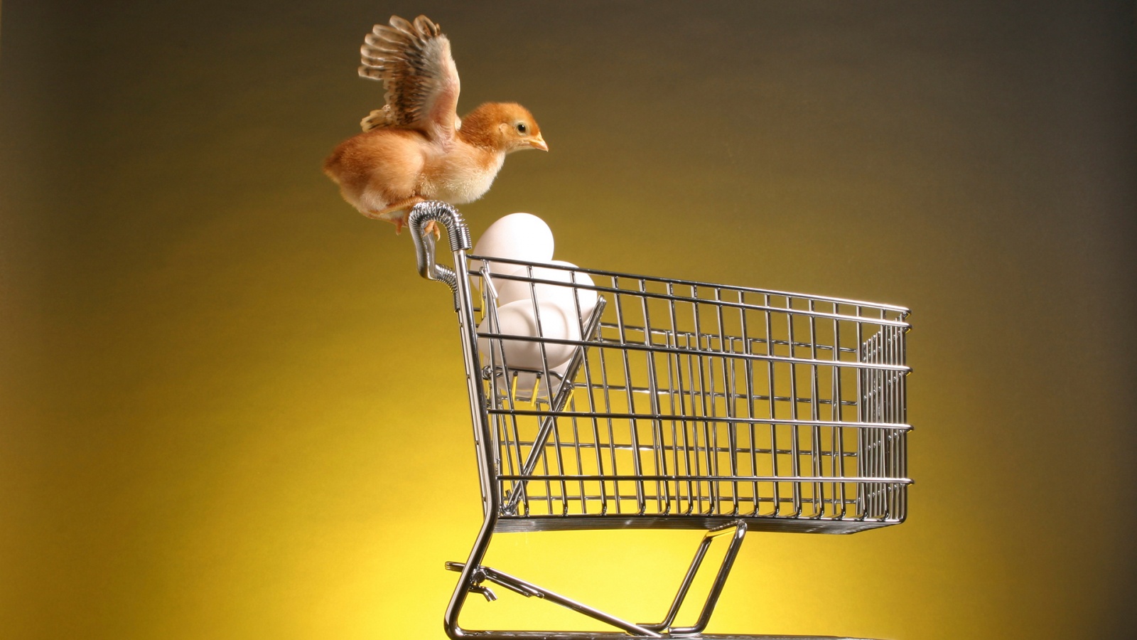 Цыплёнок покупает яйца обои