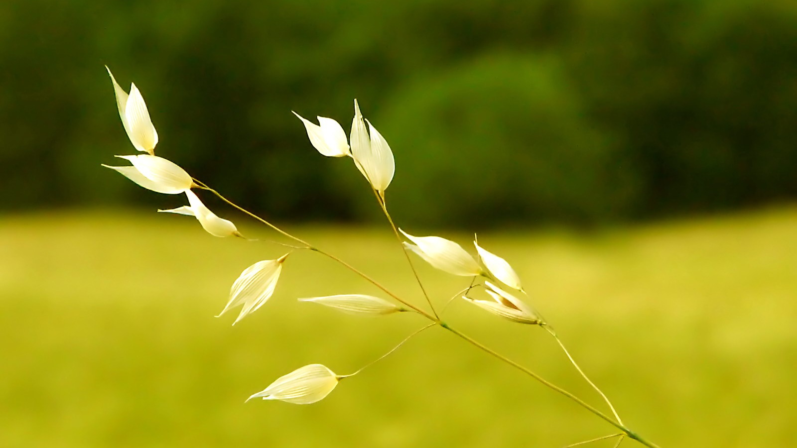 Белые полевые цветочки обои