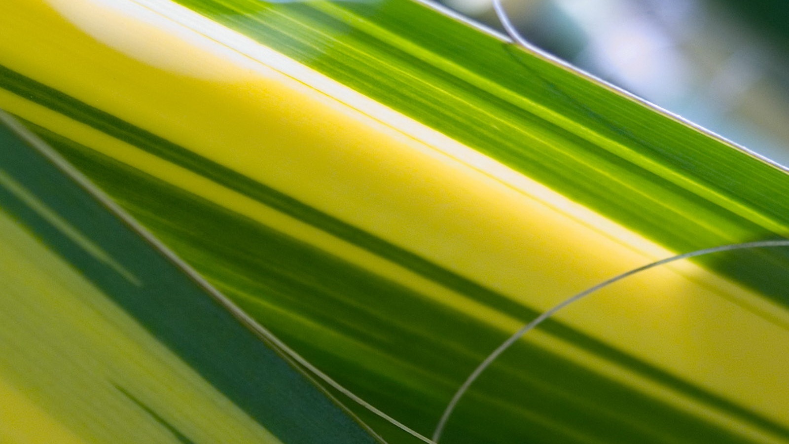 Желто-зеленые травинки обои