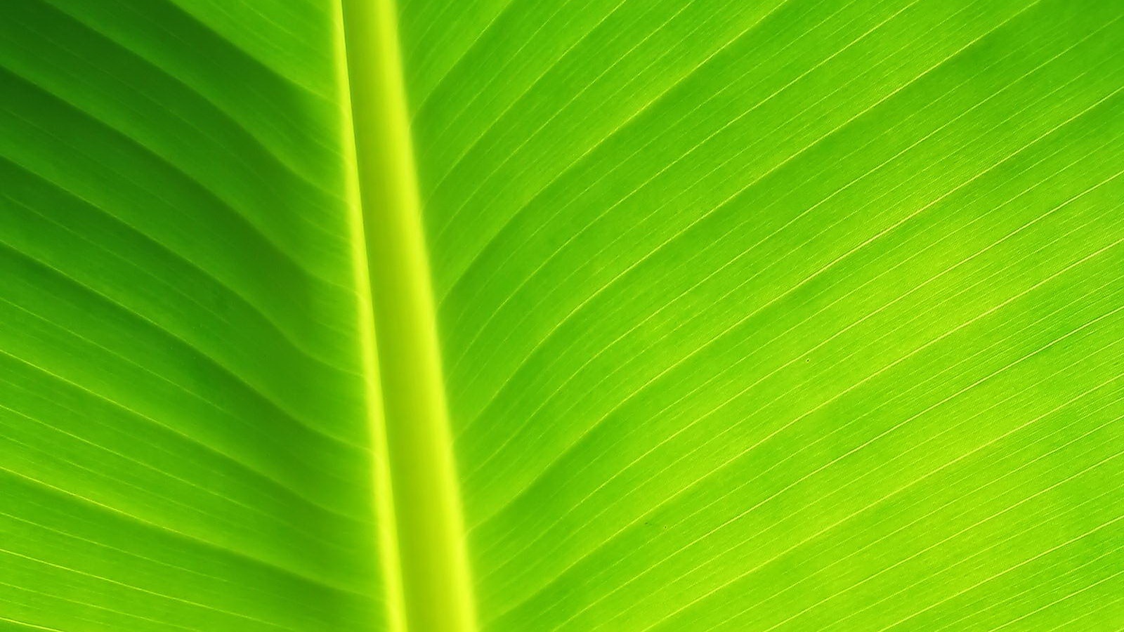 Желтый черенок листа обои