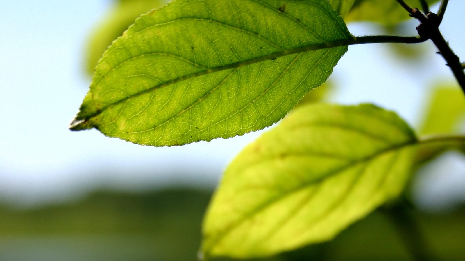 Три листа обои