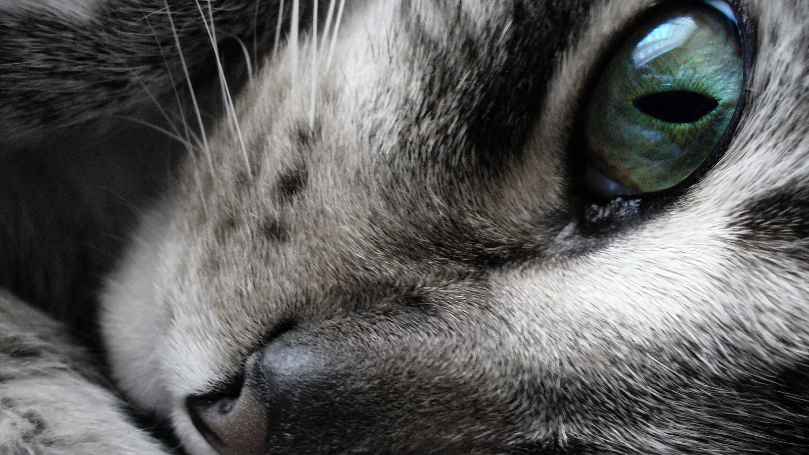 Мордашка кота крупным планом обои