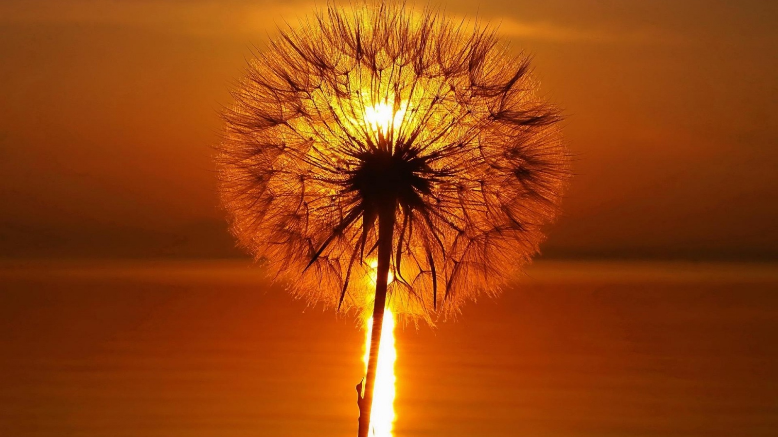 Одуванчик на закател обои