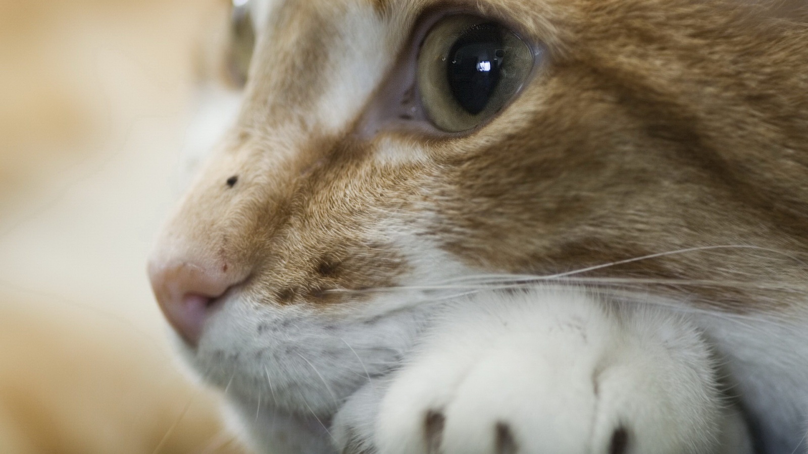 Мордочка на лапаках обои