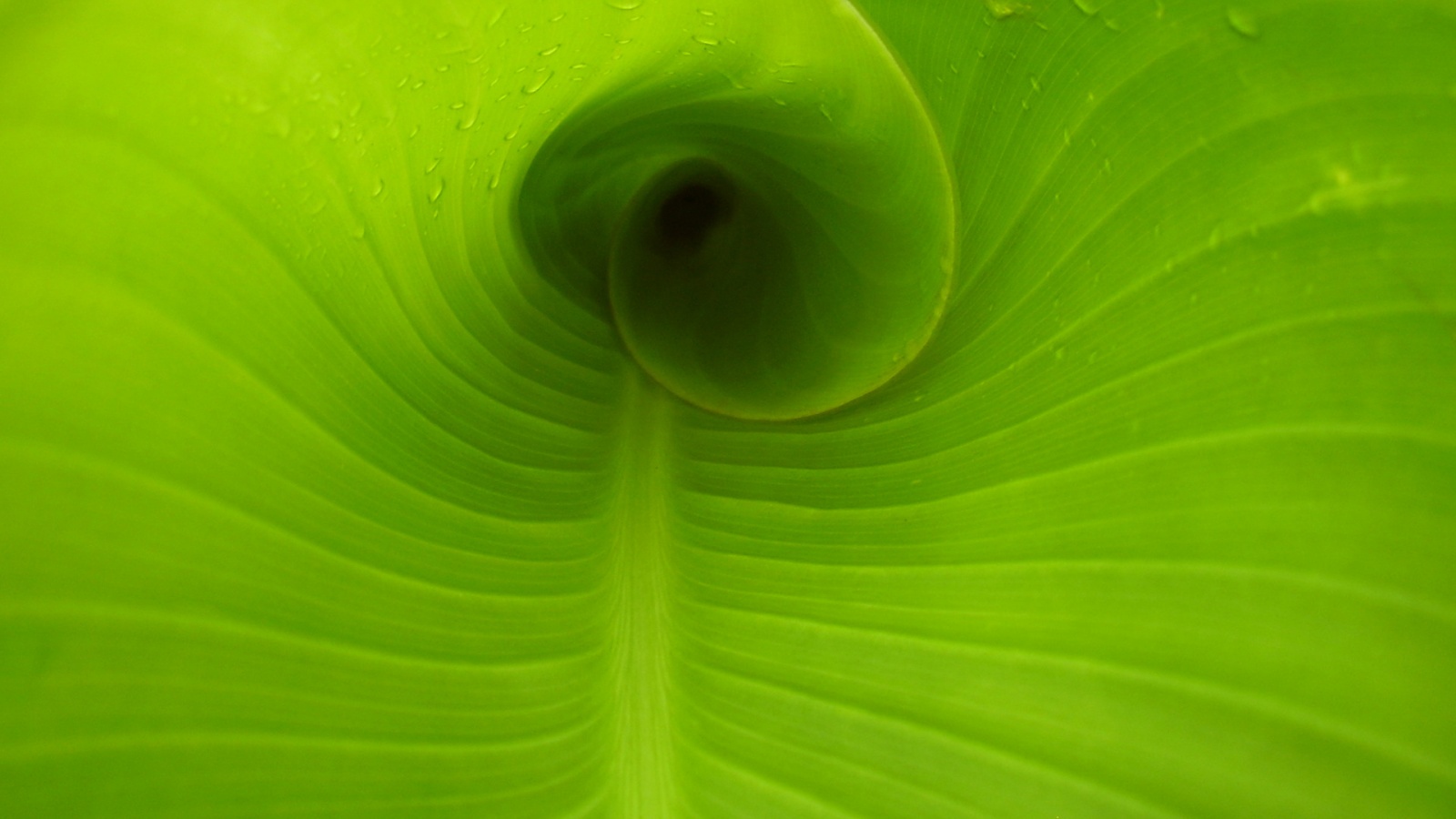 Свернутый в трубочку лист обои