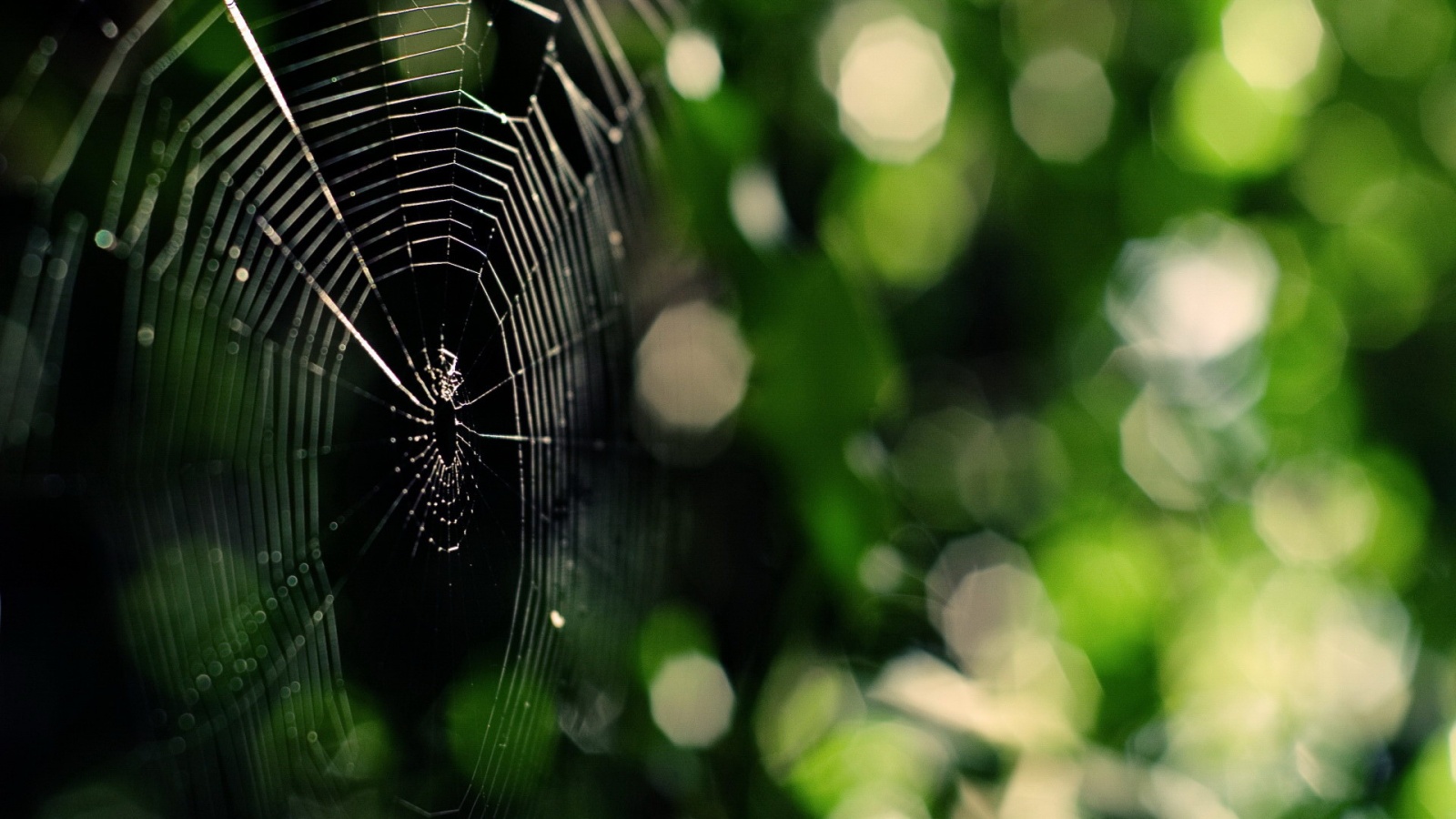 Круглая паутина обои