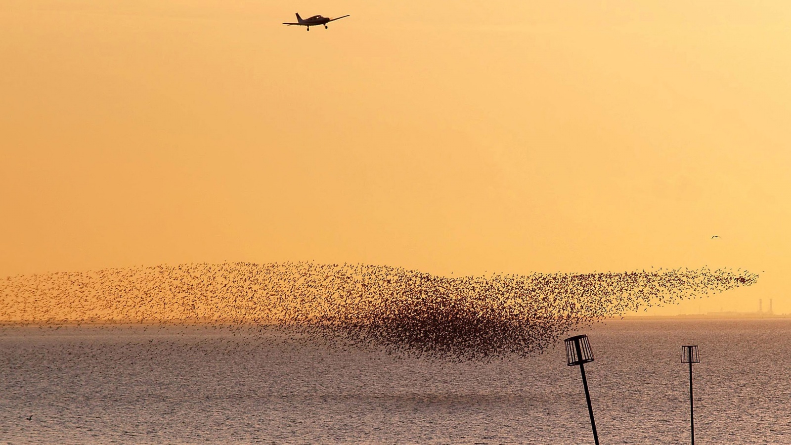 Взлетающая стая птиц обои
