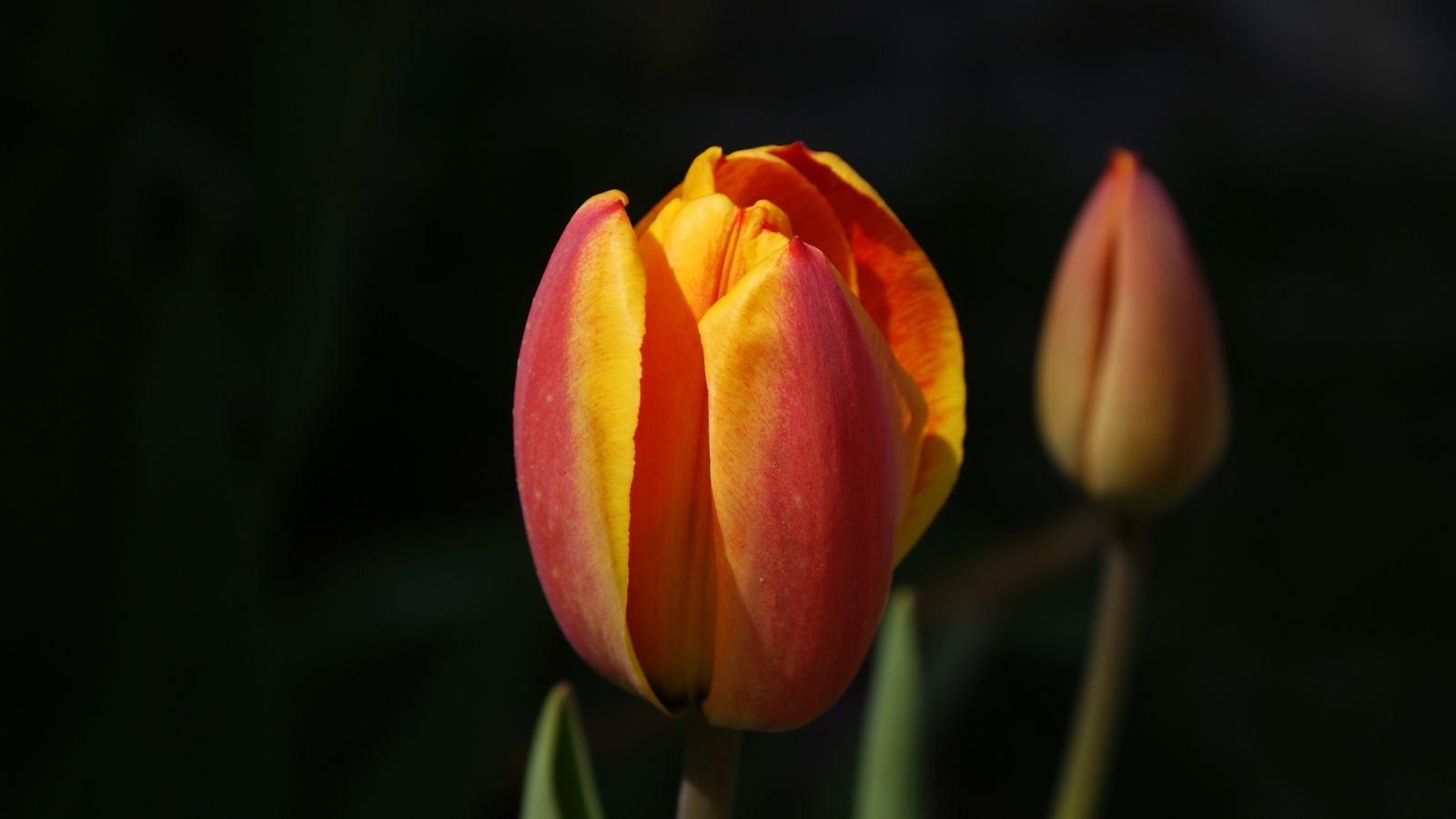 Распускающийся тюльпан обои